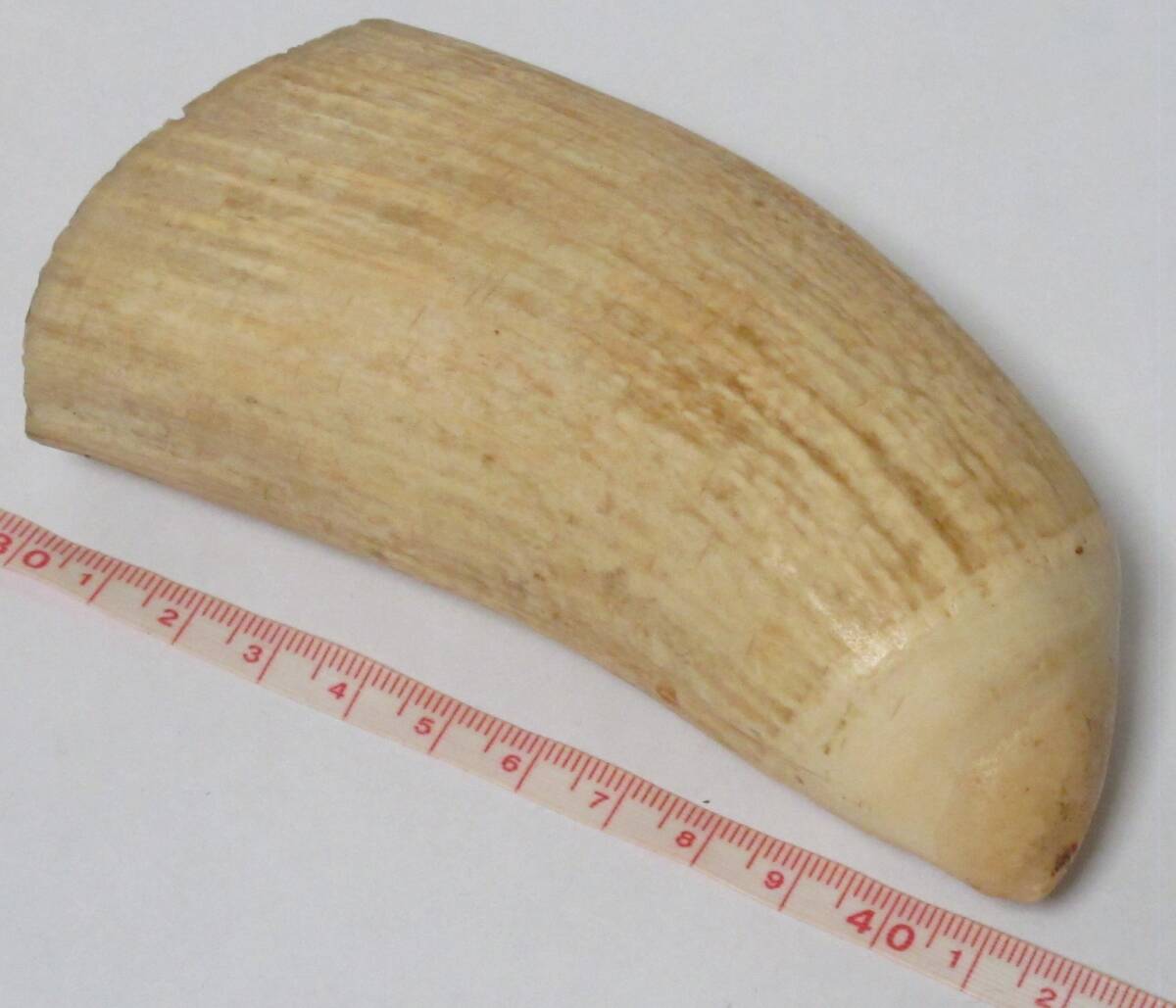 マッコウクジラ 鯨歯 264g 抹香鯨 天然素材 [根付/印材/印鑑 マッコウクジラ 鯨歯 264g 抹香鯨 天然素材 [根付/印材/印鑑