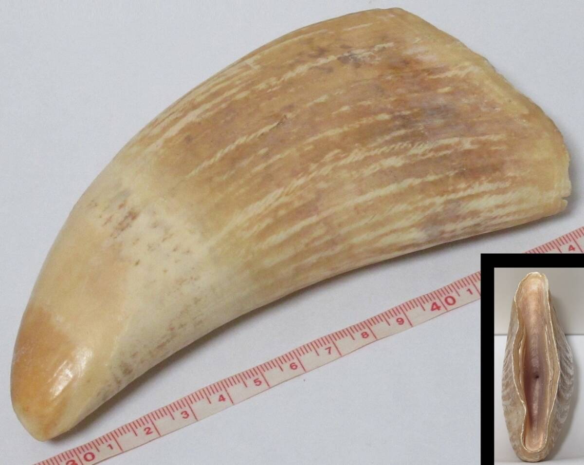 9-4】マッコウクジラ 鯨 抹香 歯 牙 獣牙 印材 置物 骨董 天然 9-4】マッコウクジラ 鯨 抹香 歯 牙 獣牙 印材 置物 骨董 天然