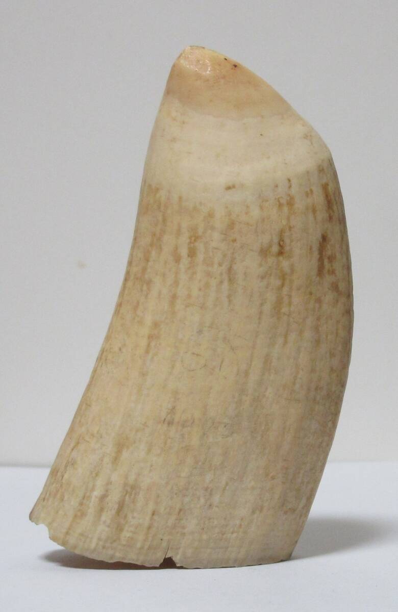 マッコウクジラ 鯨歯 264g 抹香鯨 天然素材 [根付/印材/印鑑 マッコウクジラ 鯨歯 264g 抹香鯨 天然素材 [根付/印材/印鑑