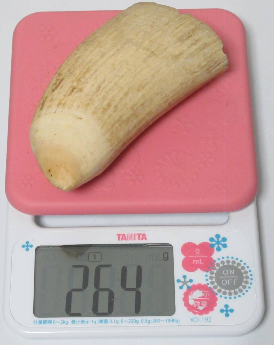 マッコウクジラ 鯨歯 264g 抹香鯨 天然素材 [根付/印材/印鑑 マッコウクジラ 鯨歯 264g 抹香鯨 天然素材 [根付/印材/印鑑