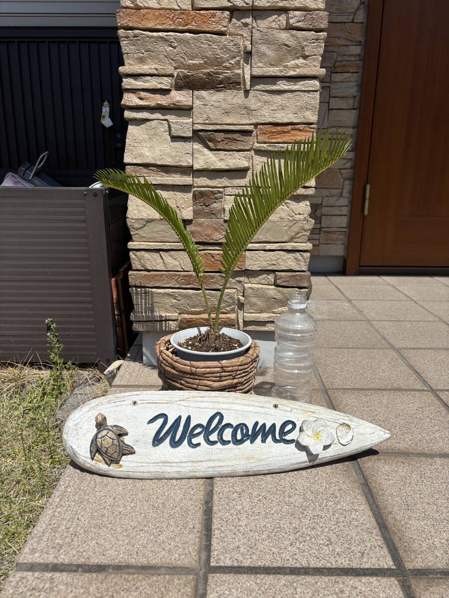 ソテツ 蘇轍 抜き苗 抜き株 観葉植物 2枚葉 ⅩⅥ|Yahoo!フリマ ソテツ 蘇轍 抜き苗 抜き株 観葉植物 2枚葉 ⅩⅥ|Yahoo!フリマ