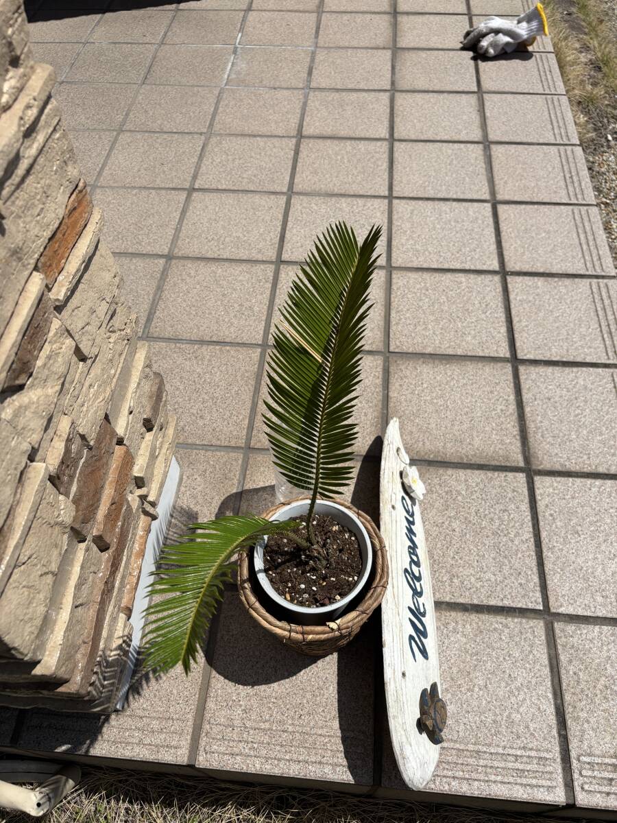 ソテツ 蘇轍 抜き苗 抜き株 観葉植物 2枚葉 ⅩⅥ|Yahoo!フリマ ソテツ 蘇轍 抜き苗 抜き株 観葉植物 2枚葉 ⅩⅥ|Yahoo!フリマ