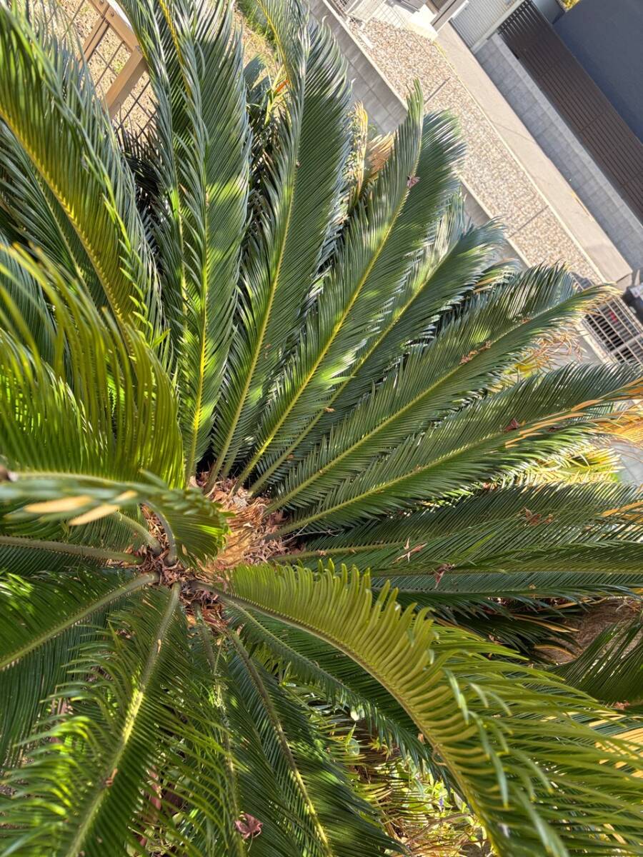 ソテツ 蘇轍 抜き苗 抜き株 観葉植物 2枚葉 ⅩⅥ|Yahoo!フリマ ソテツ 蘇轍 抜き苗 抜き株 観葉植物 2枚葉 ⅩⅥ|Yahoo!フリマ