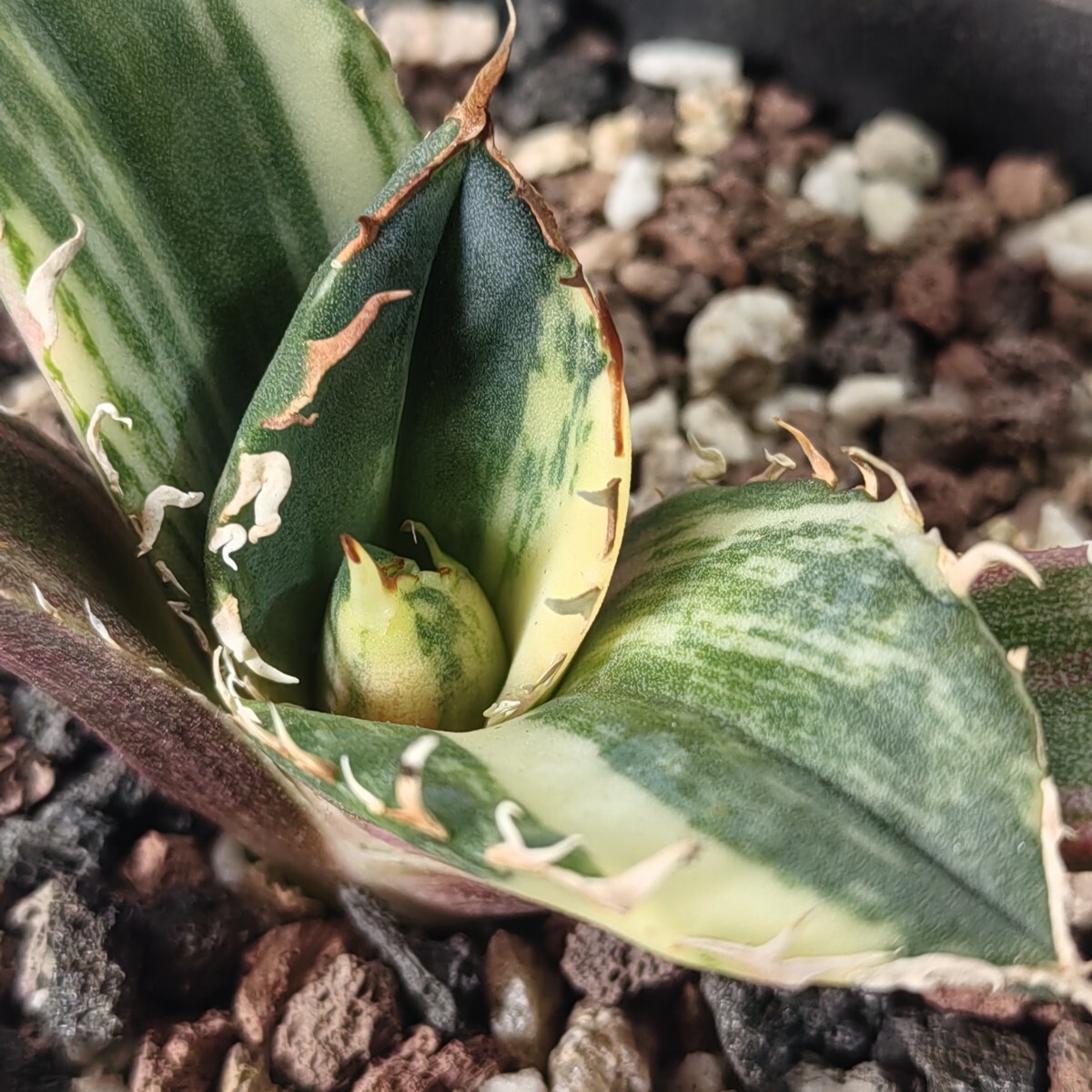 449【上澳園芸】 アガベ Agave チタノタ 白鯨錦 縞斑錦(永久斑 449【上澳園芸】 アガベ Agave チタノタ 白鯨錦 縞斑錦(永久斑