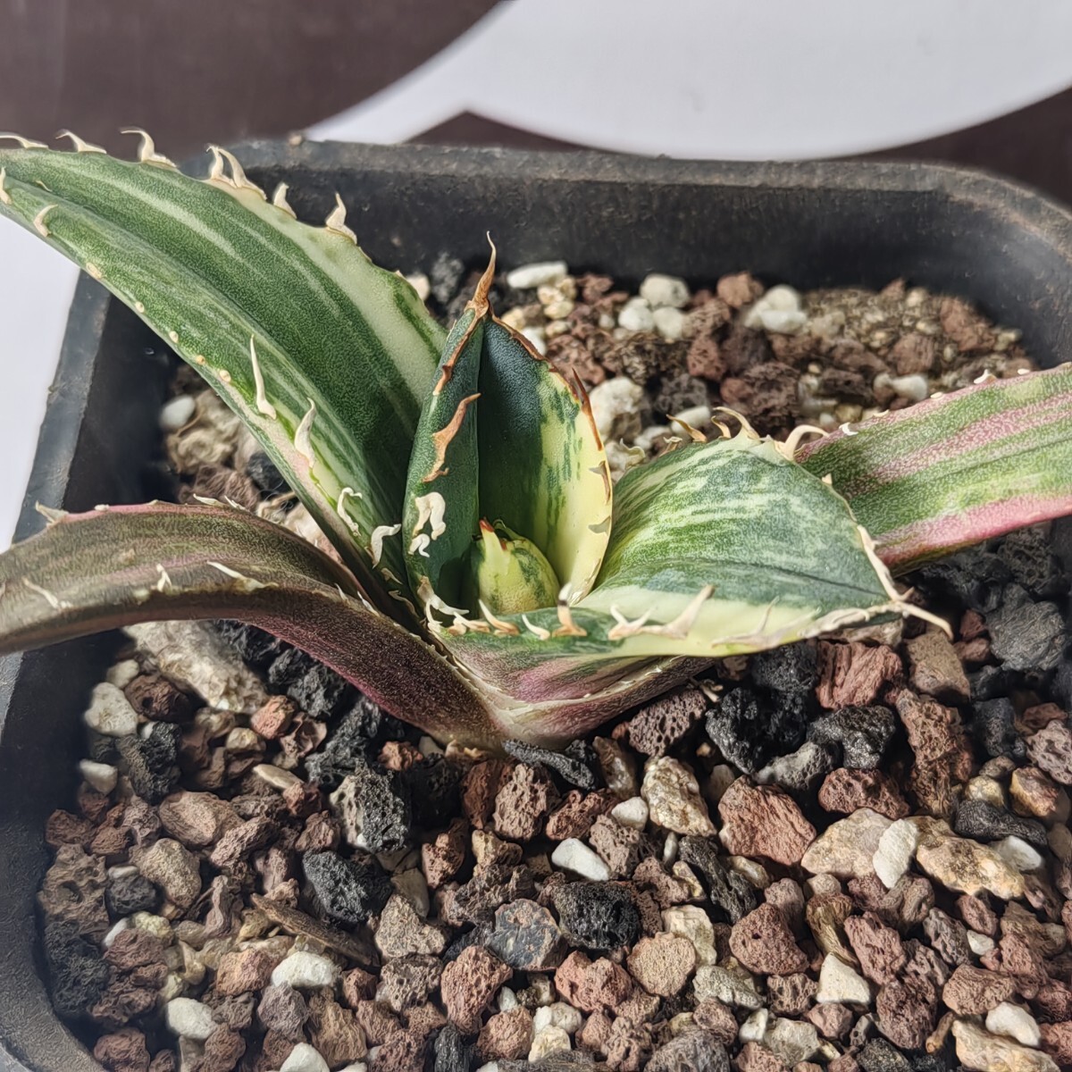 449【上澳園芸】 アガベ Agave チタノタ 白鯨錦 縞斑錦(永久斑 449【上澳園芸】 アガベ Agave チタノタ 白鯨錦 縞斑錦(永久斑