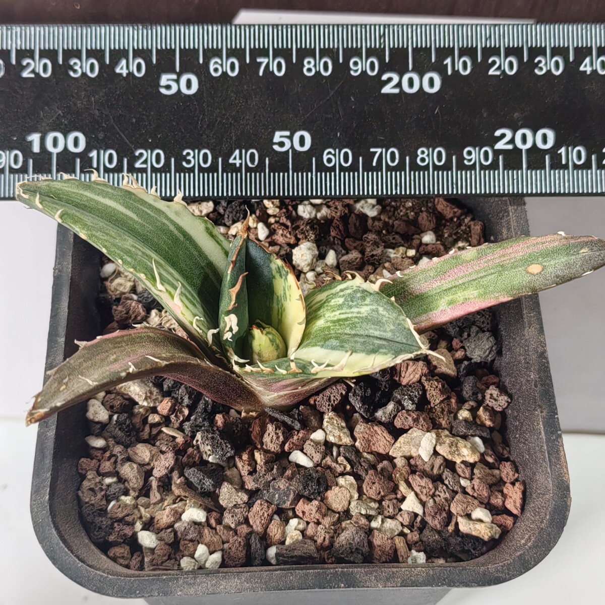 449【上澳園芸】 アガベ Agave チタノタ 白鯨錦 縞斑錦(永久斑 449【上澳園芸】 アガベ Agave チタノタ 白鯨錦 縞斑錦(永久斑