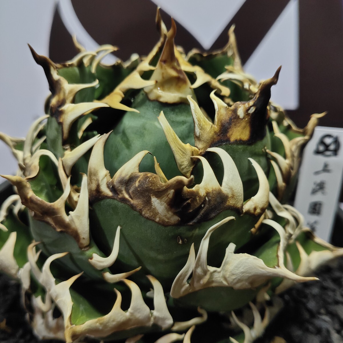 473【上澳園芸】アガベ チタノタ レッドキャットウィーズル 地獄 473【上澳園芸】アガベ チタノタ レッドキャットウィーズル 地獄