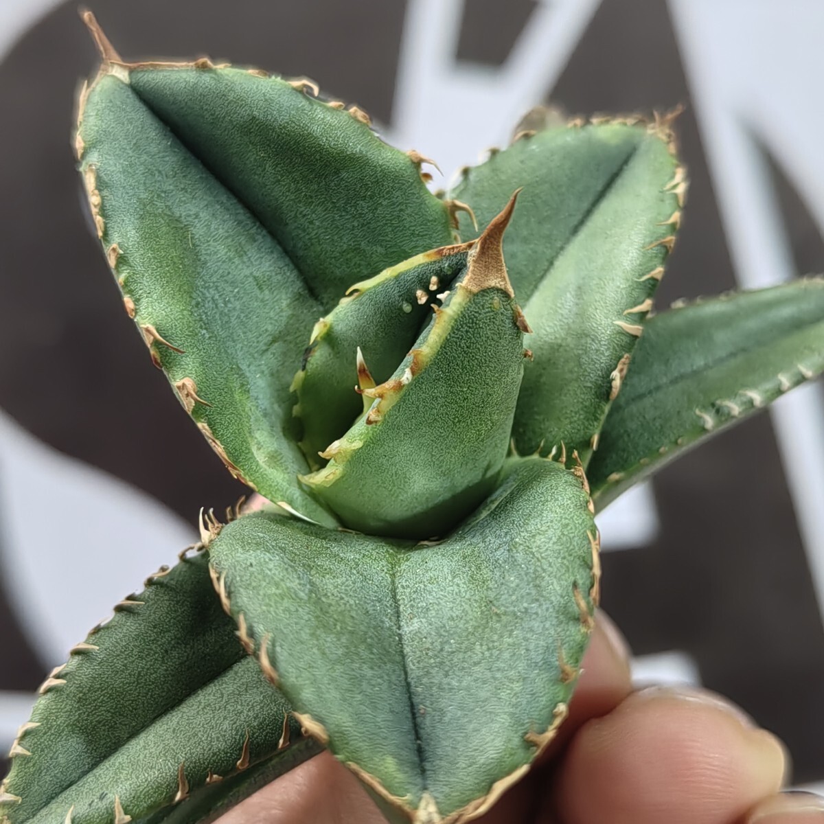 065【上澳園芸】 アガベ agave チタノタ 鰐亀 希少 特選 極上 065【上澳園芸】 アガベ agave チタノタ 鰐亀 希少 特選 極上