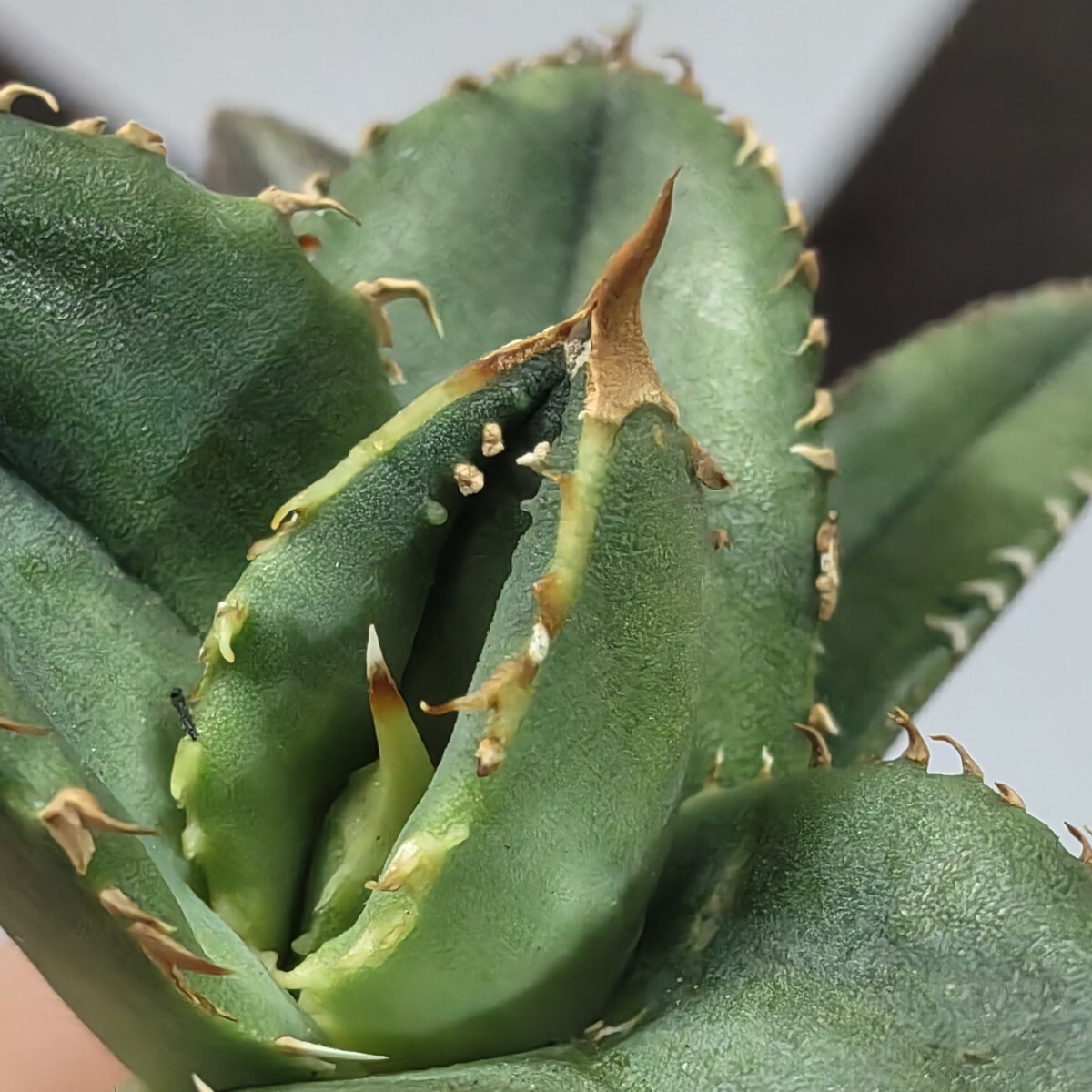 065【上澳園芸】 アガベ agave チタノタ 鰐亀 希少 特選 極上 065【上澳園芸】 アガベ agave チタノタ 鰐亀 希少 特選 極上