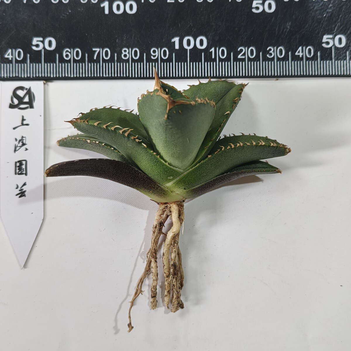 065【上澳園芸】 アガベ agave チタノタ 鰐亀 希少 特選 極上 065【上澳園芸】 アガベ agave チタノタ 鰐亀 希少 特選 極上