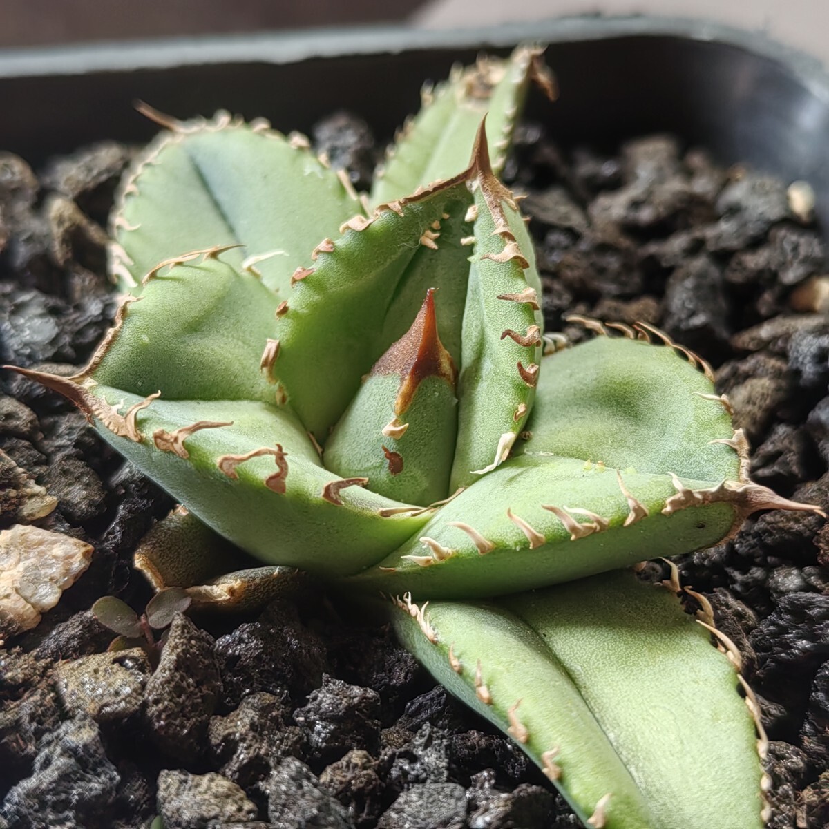 492【上澳園芸】 アガベ agave チタノタ 鰐亀 希少 特選 極上 492【上澳園芸】 アガベ agave チタノタ 鰐亀 希少 特選 極上