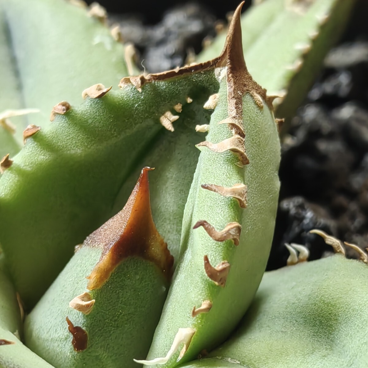 492【上澳園芸】 アガベ agave チタノタ 鰐亀 希少 特選 極上 492【上澳園芸】 アガベ agave チタノタ 鰐亀 希少 特選 極上