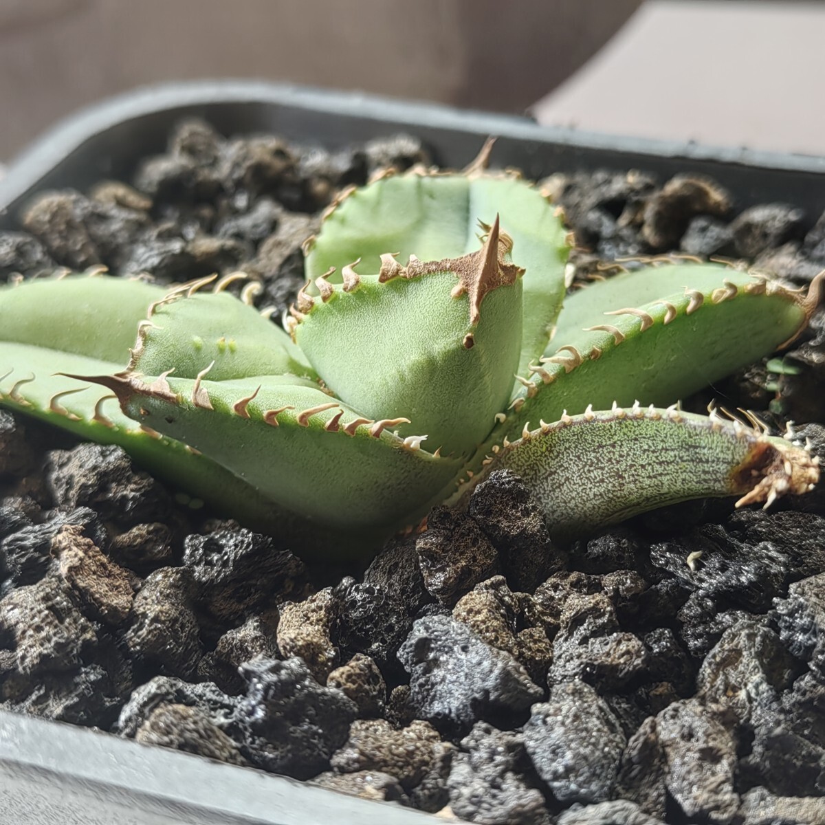492【上澳園芸】 アガベ agave チタノタ 鰐亀 希少 特選 極上 492【上澳園芸】 アガベ agave チタノタ 鰐亀 希少 特選 極上