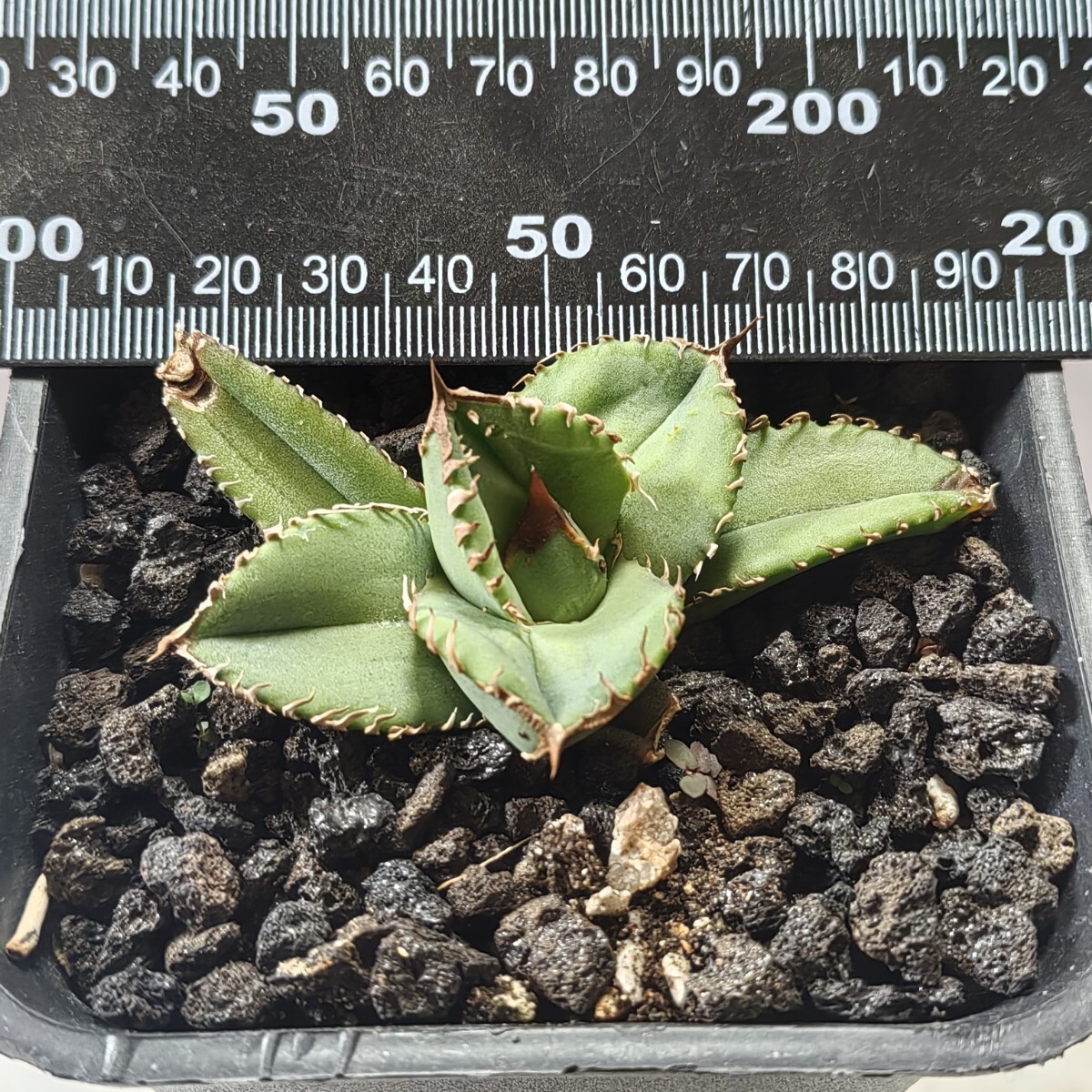 492【上澳園芸】 アガベ agave チタノタ 鰐亀 希少 特選 極上 492【上澳園芸】 アガベ agave チタノタ 鰐亀 希少 特選 極上