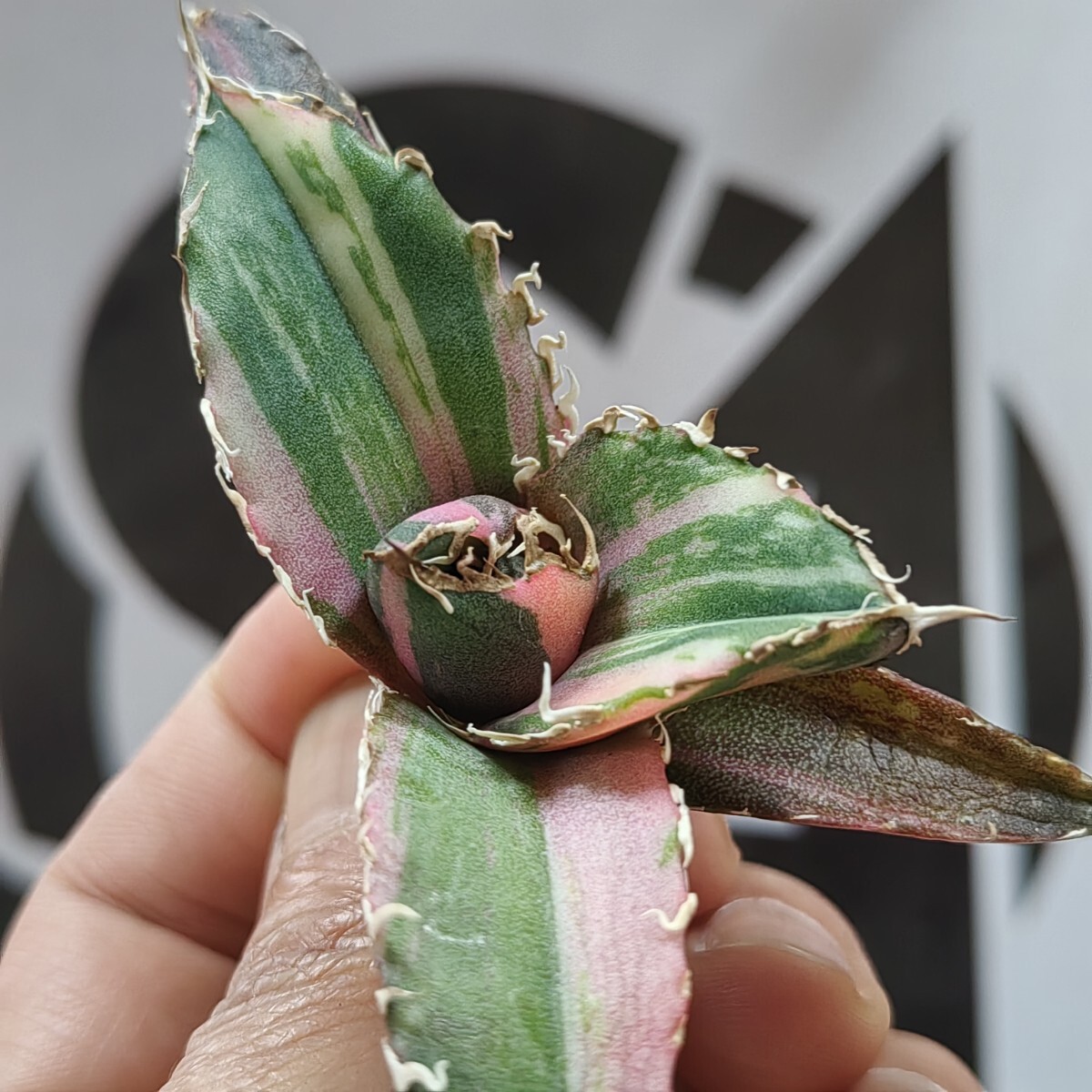 003【上澳園芸】 アガベ Agave チタノタ 白鯨錦 縞斑錦(永久斑 003【上澳園芸】 アガベ Agave チタノタ 白鯨錦 縞斑錦(永久斑