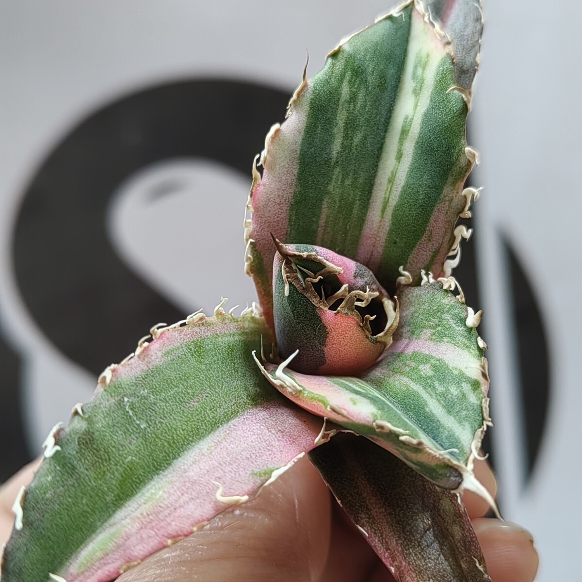 003【上澳園芸】 アガベ Agave チタノタ 白鯨錦 縞斑錦(永久斑 003【上澳園芸】 アガベ Agave チタノタ 白鯨錦 縞斑錦(永久斑