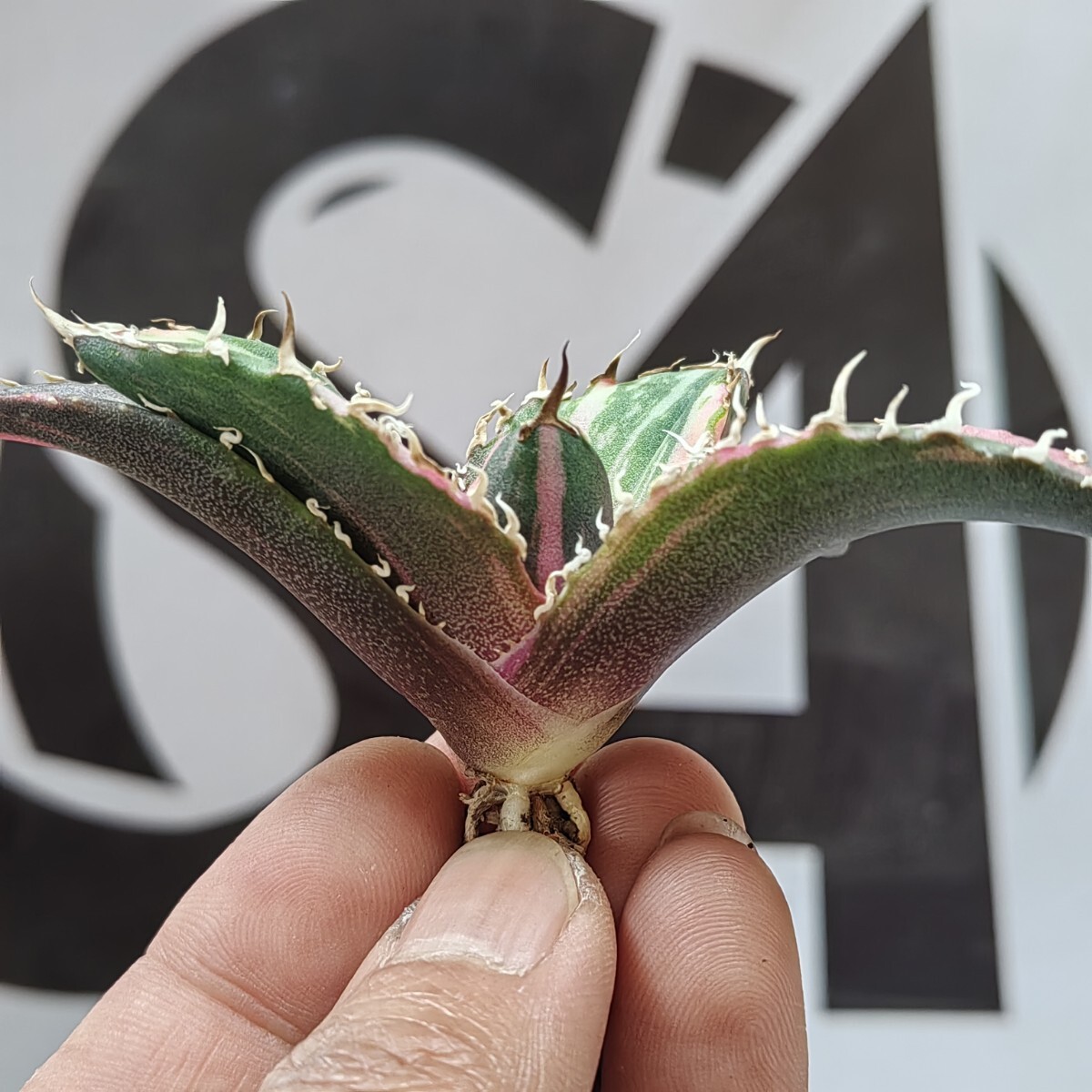 003【上澳園芸】 アガベ Agave チタノタ 白鯨錦 縞斑錦(永久斑 003【上澳園芸】 アガベ Agave チタノタ 白鯨錦 縞斑錦(永久斑