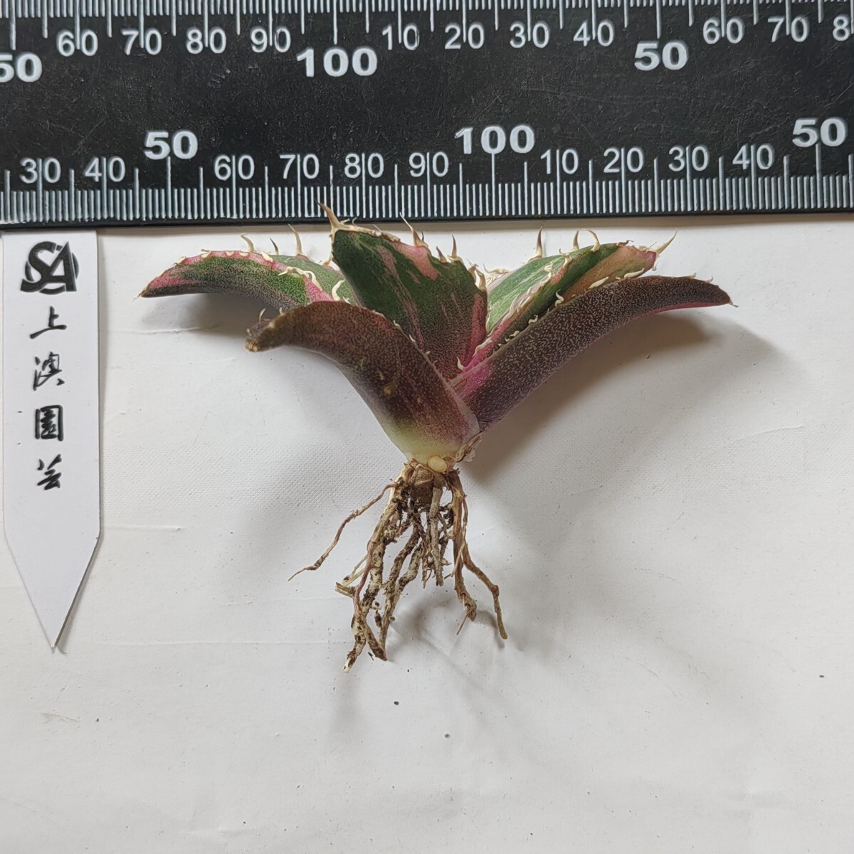 003【上澳園芸】 アガベ Agave チタノタ 白鯨錦 縞斑錦(永久斑 003【上澳園芸】 アガベ Agave チタノタ 白鯨錦 縞斑錦(永久斑