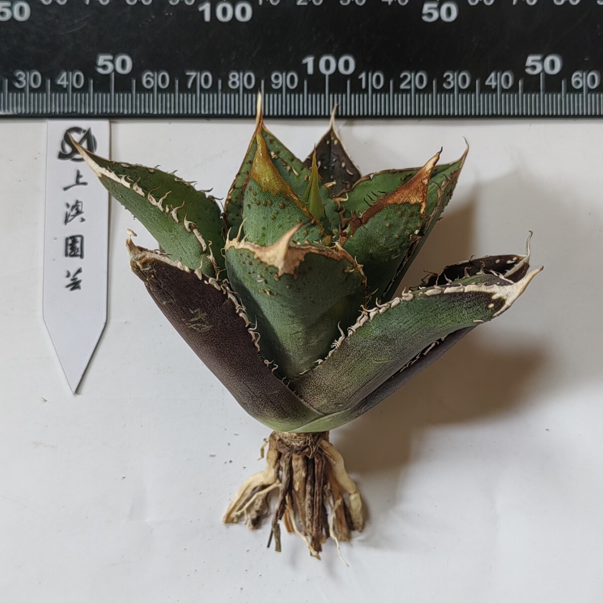 004【上澳園芸】アガベ チタノタ 超級豆豆龍 裏棘 表棘(アガベ 004【上澳園芸】アガベ チタノタ 超級豆豆龍 裏棘 表棘(アガベ
