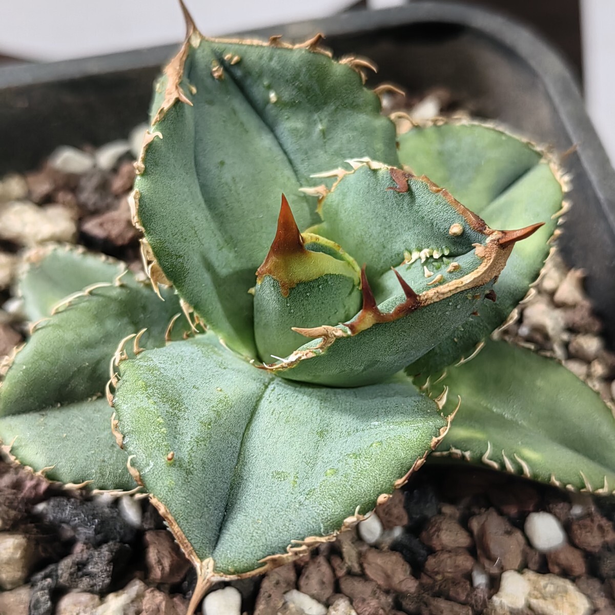 137【上澳園芸】 アガベ agave チタノタ 鰐亀 希少 特選 極上 137【上澳園芸】 アガベ agave チタノタ 鰐亀 希少 特選 極上