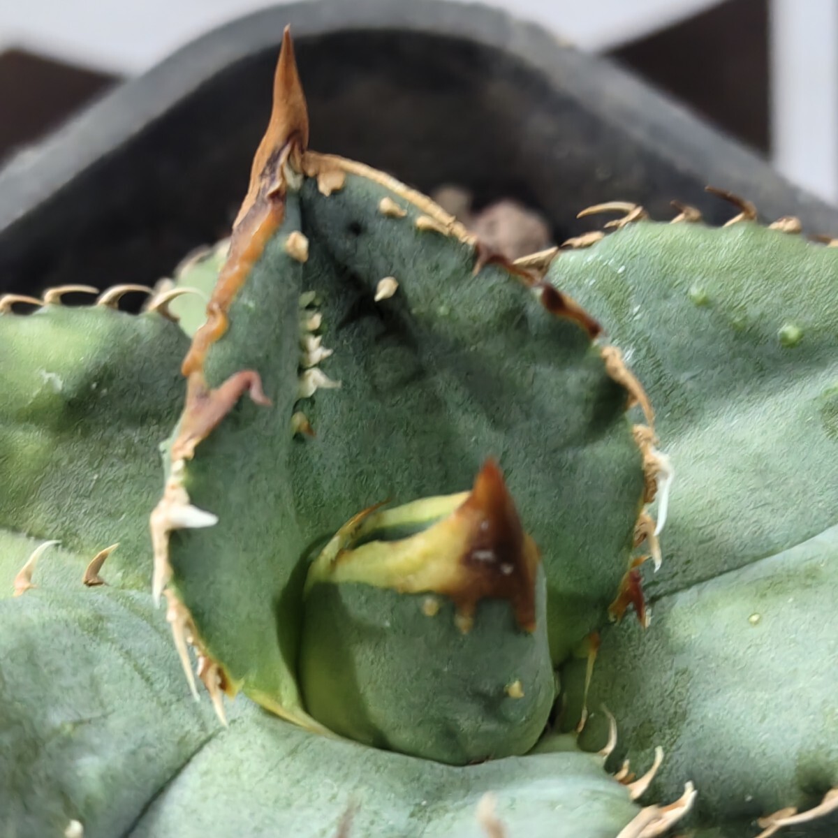 137【上澳園芸】 アガベ agave チタノタ 鰐亀 希少 特選 極上 137【上澳園芸】 アガベ agave チタノタ 鰐亀 希少 特選 極上