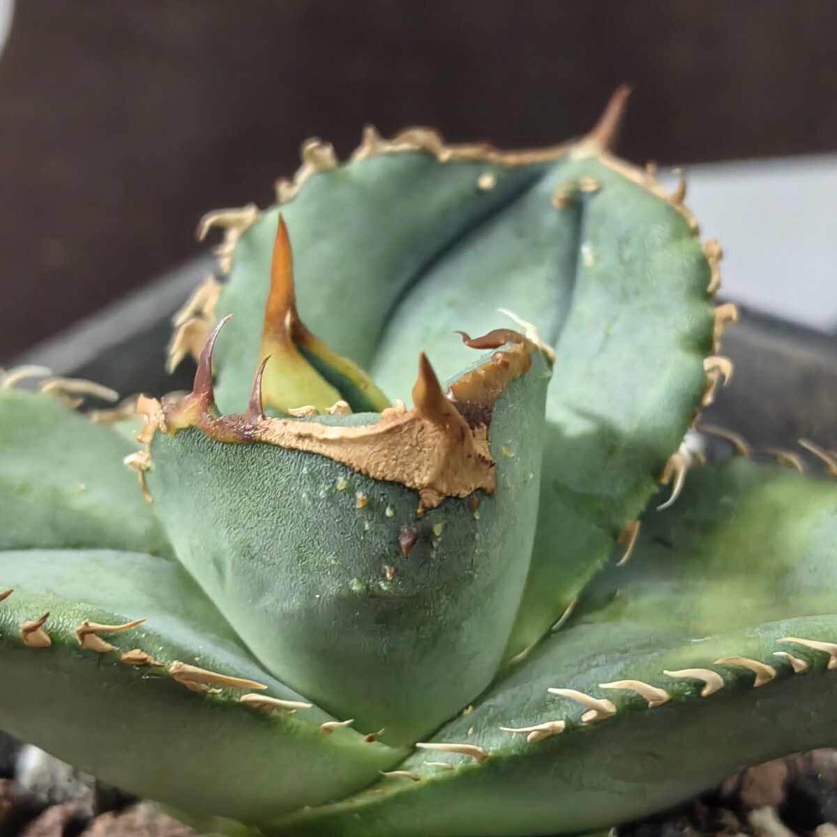 137【上澳園芸】 アガベ agave チタノタ 鰐亀 希少 特選 極上 137【上澳園芸】 アガベ agave チタノタ 鰐亀 希少 特選 極上
