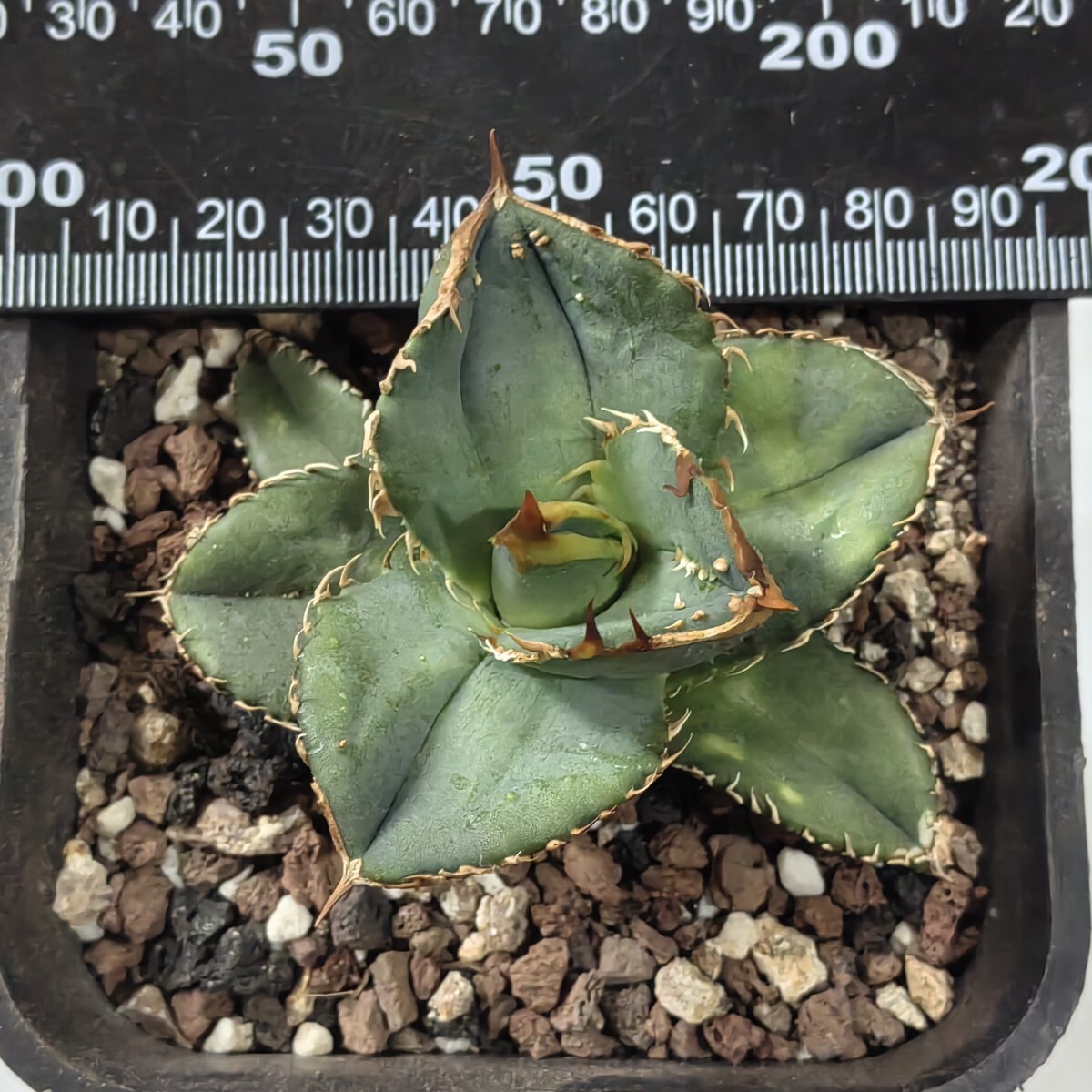137【上澳園芸】 アガベ agave チタノタ 鰐亀 希少 特選 極上 137【上澳園芸】 アガベ agave チタノタ 鰐亀 希少 特選 極上