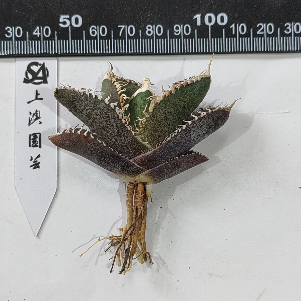145【上澳園芸】アガベ チタノタ 金剛 キングコング King Kong 145【上澳園芸】アガベ チタノタ 金剛 キングコング King Kong