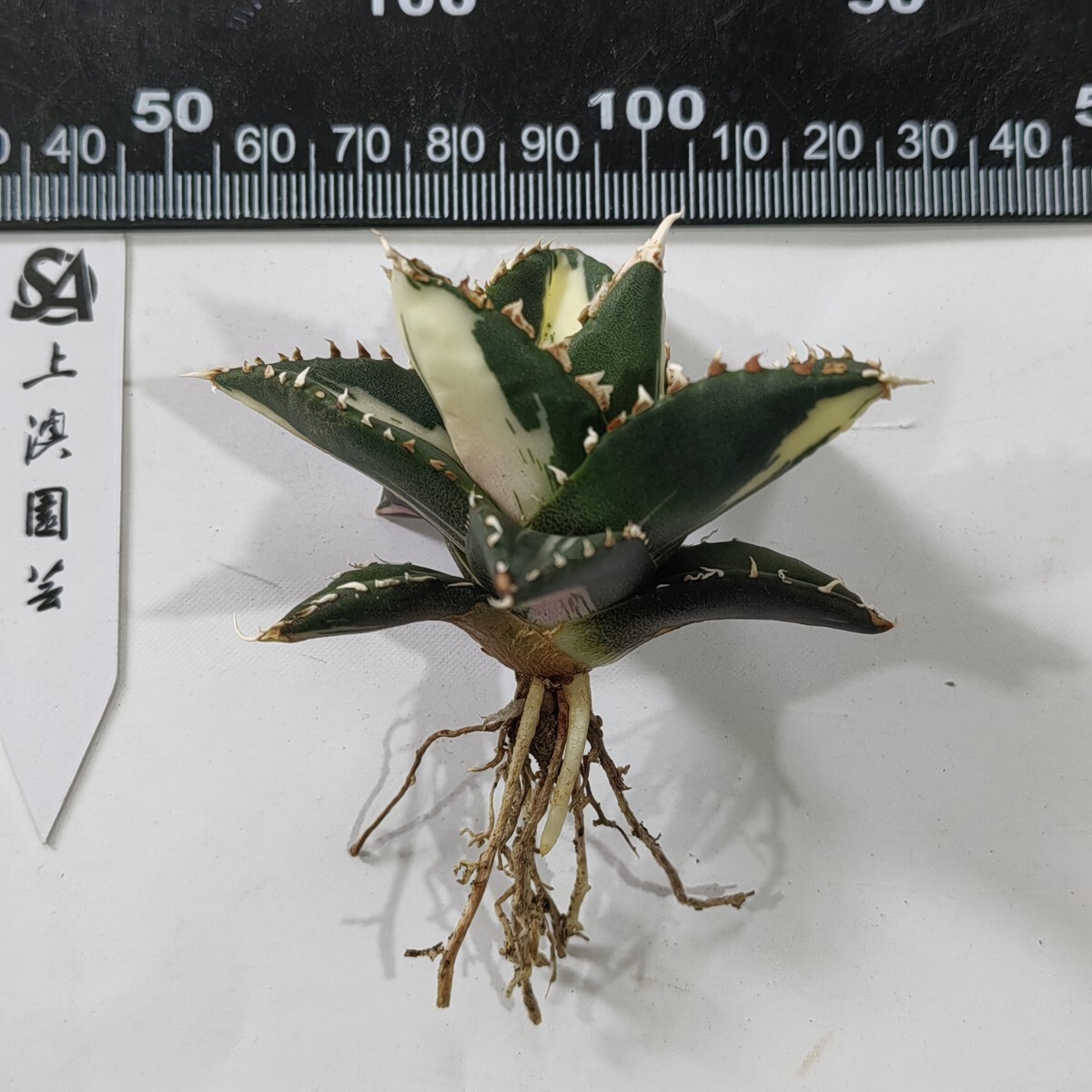 153【上澳園芸】 アガベ チタノタ 狼人錦 安定錦 変異株 153【上澳園芸】 アガベ チタノタ 狼人錦 安定錦 変異株