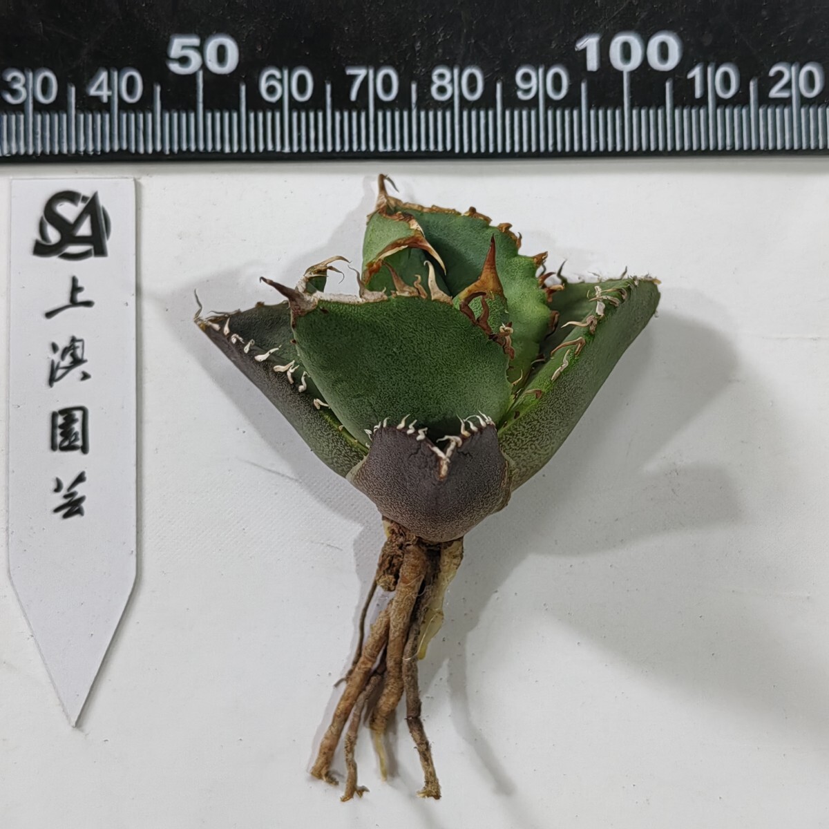 167【上澳園芸】 アガベ チタノタ shangao-001(蝦墓) 優良血統 167【上澳園芸】 アガベ チタノタ shangao-001(蝦墓) 優良血統