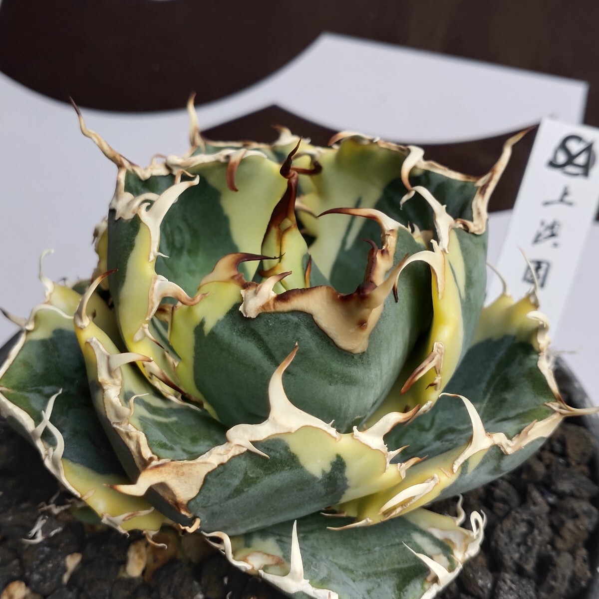 223【上澳園芸】 アガベ チタノタ 白鯨錦 覆輪斑(永久斑) 極上 223【上澳園芸】 アガベ チタノタ 白鯨錦 覆輪斑(永久斑) 極上
