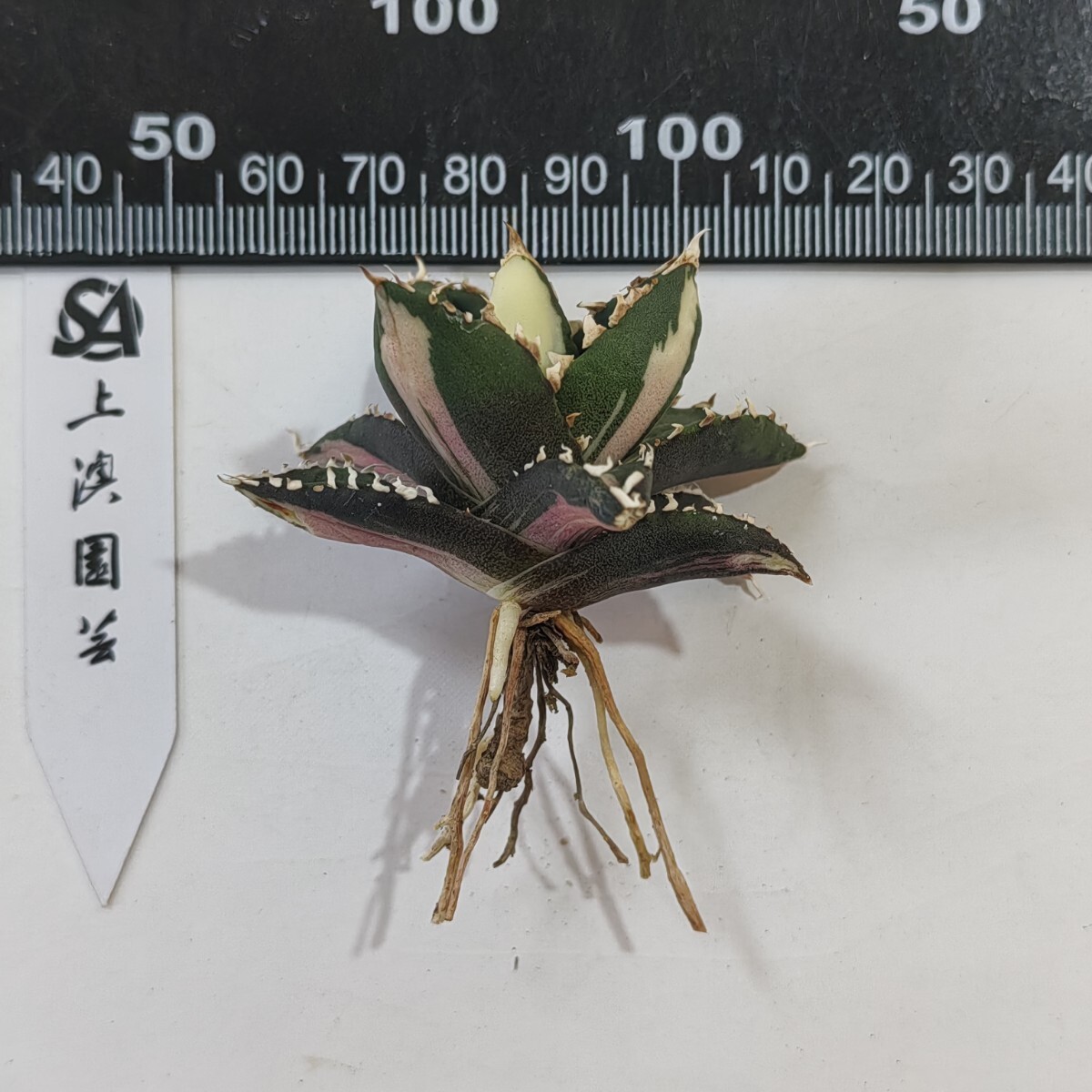 229【上澳園芸】 アガベ チタノタ 狼人錦 安定錦 変異株 229【上澳園芸】 アガベ チタノタ 狼人錦 安定錦 変異株
