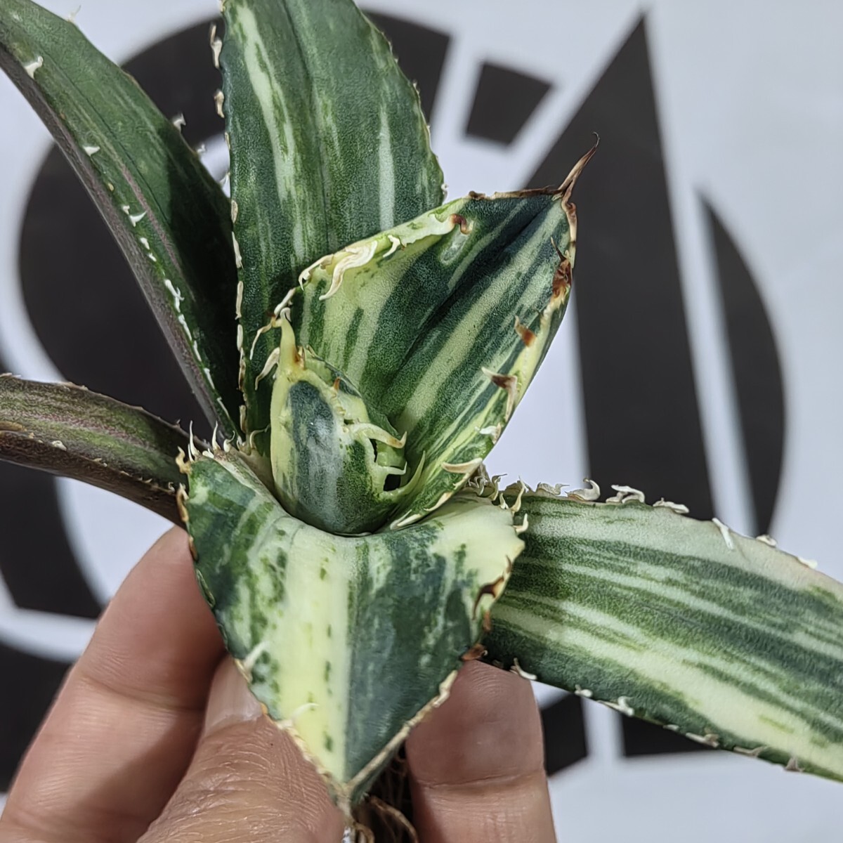 324【上澳園芸】 アガベ Agave チタノタ 白鯨錦 縞斑錦(永久斑 324【上澳園芸】 アガベ Agave チタノタ 白鯨錦 縞斑錦(永久斑