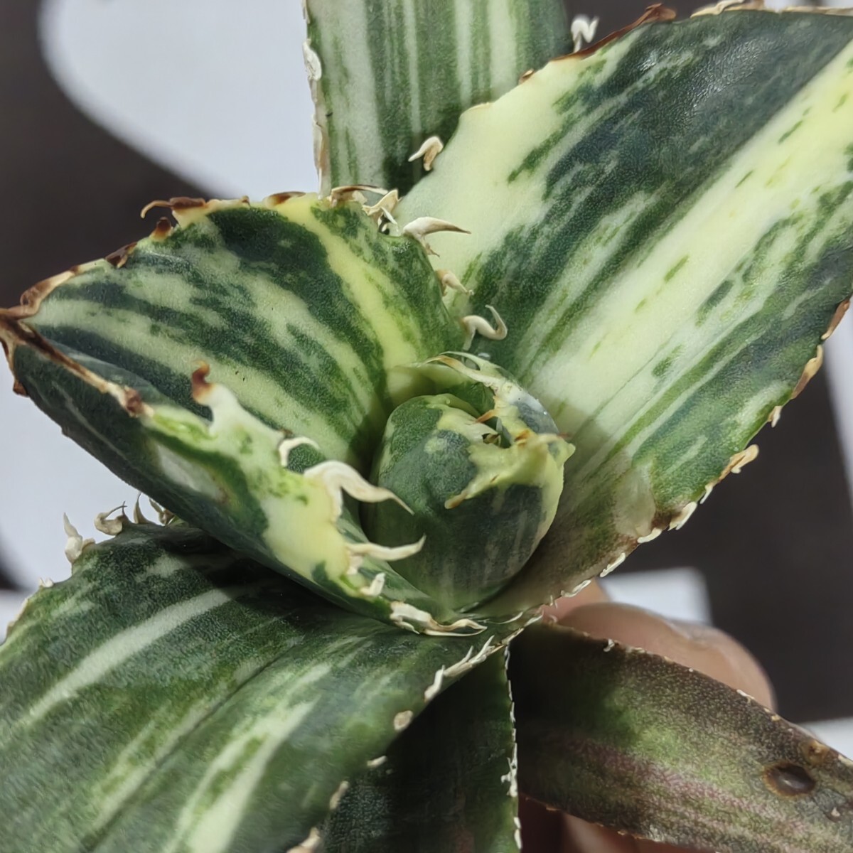 324【上澳園芸】 アガベ Agave チタノタ 白鯨錦 縞斑錦(永久斑 324【上澳園芸】 アガベ Agave チタノタ 白鯨錦 縞斑錦(永久斑