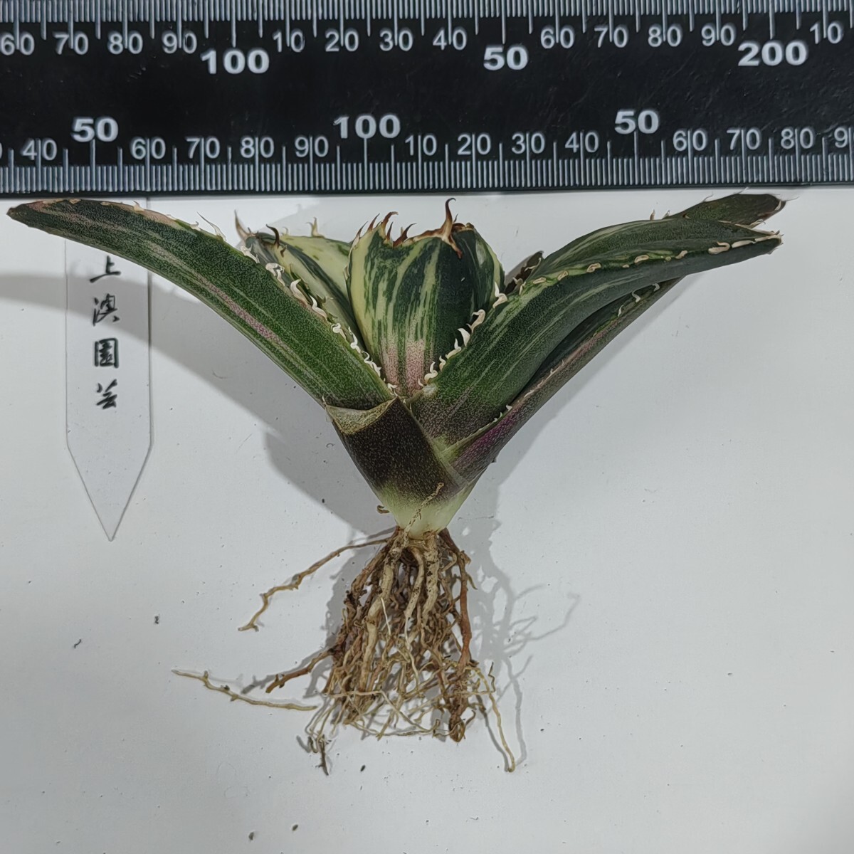 324【上澳園芸】 アガベ Agave チタノタ 白鯨錦 縞斑錦（永久斑