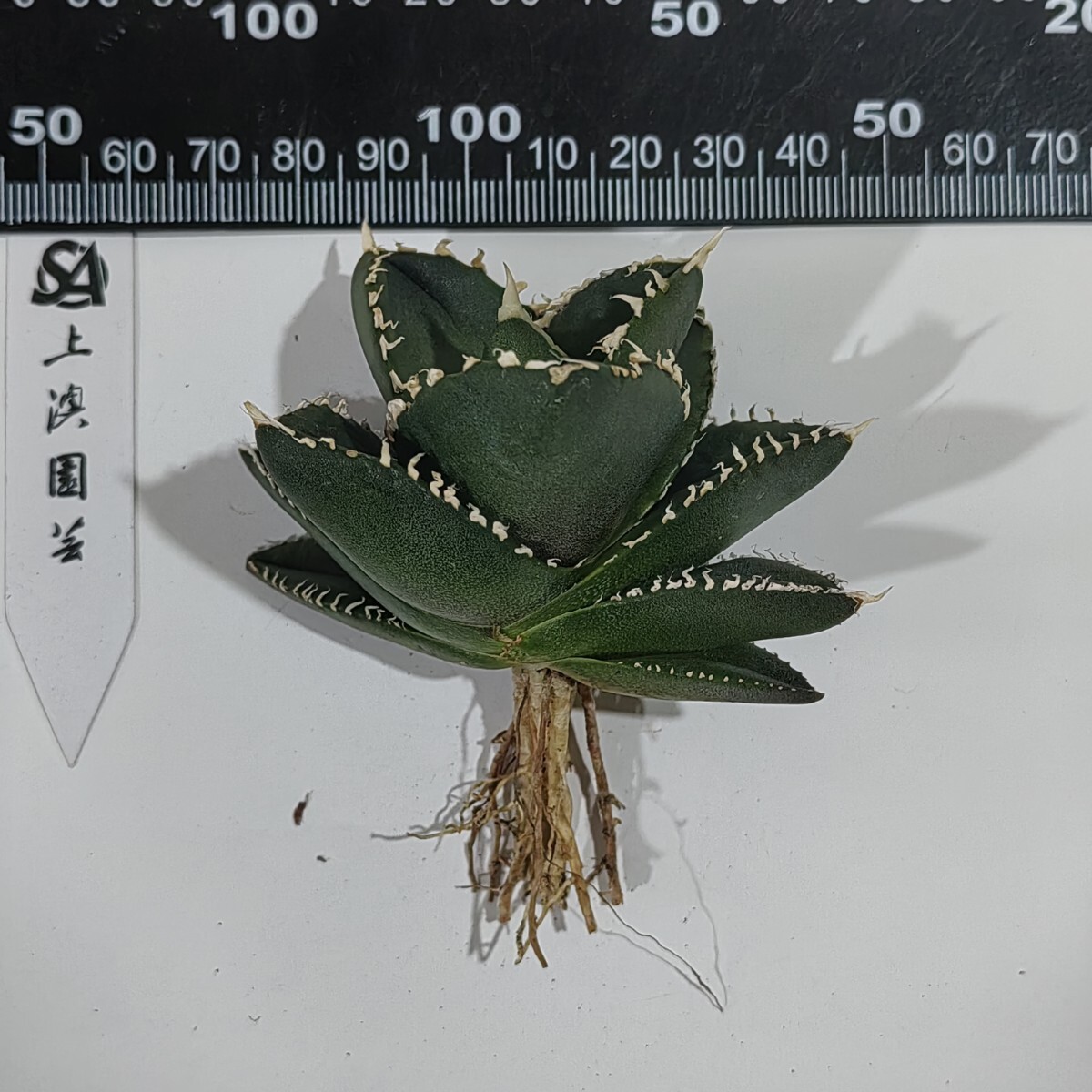 鉢ごと発送】活着 アガベ チタノタ コブラ 上澳園芸【TC