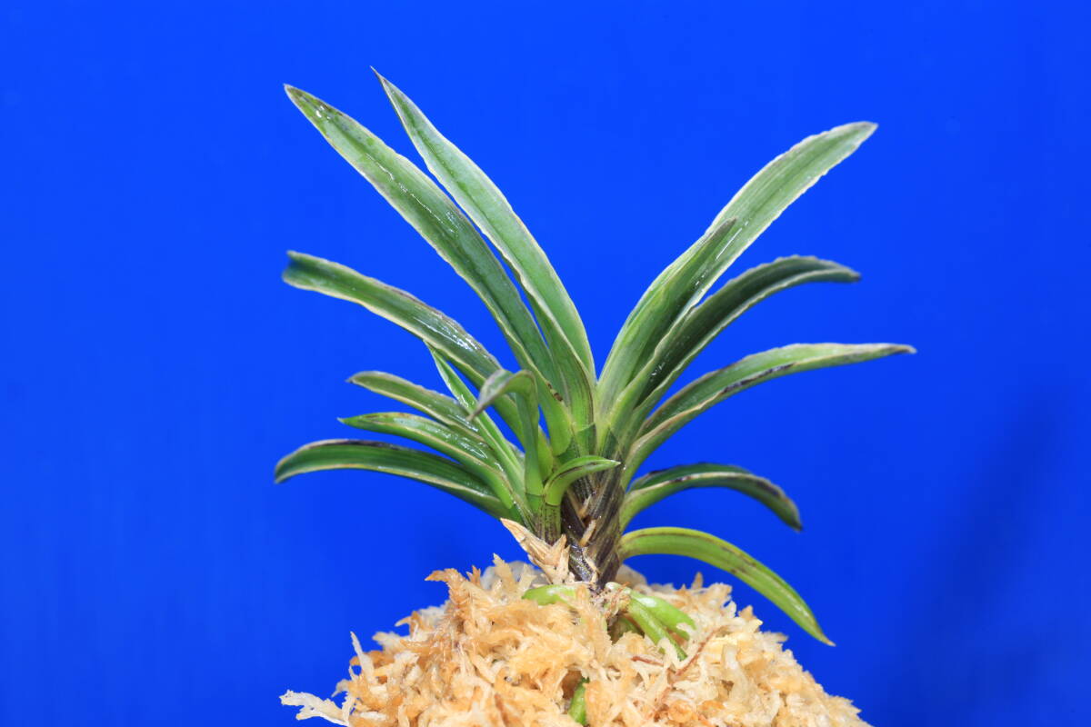 希少 黒入荷！ 富貴蘭☆新羅☆長生蘭/セッコク/山野草(ラン)｜売買された 花