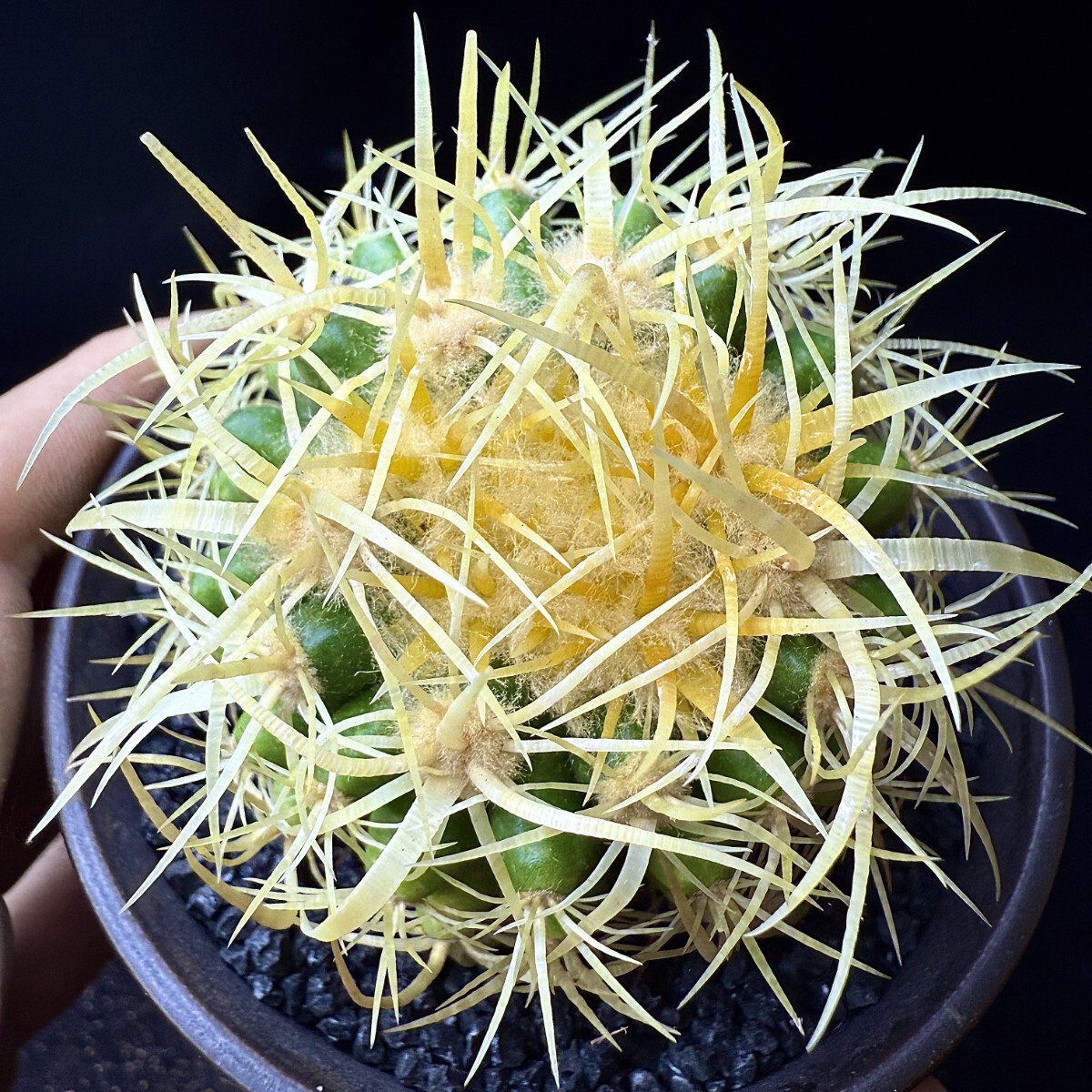 41E サボテン多肉植物 狂刺金鯱Echinocactus grusonii v 41E サボテン多肉植物 狂刺金鯱Echinocactus grusonii v