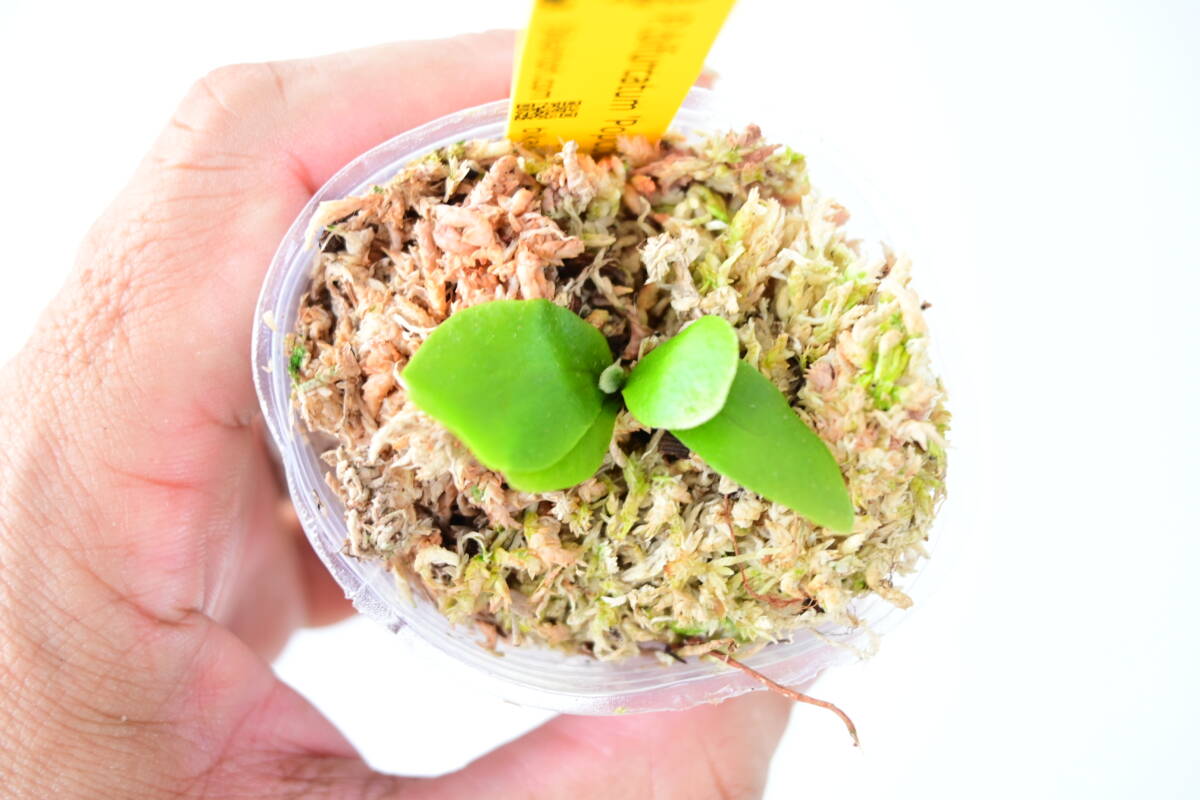 P bifurcatum 'Popcorn' TC① @bikamori com ポップコーン P bifurcatum 'Popcorn' TC① @bikamori com ポップコーン