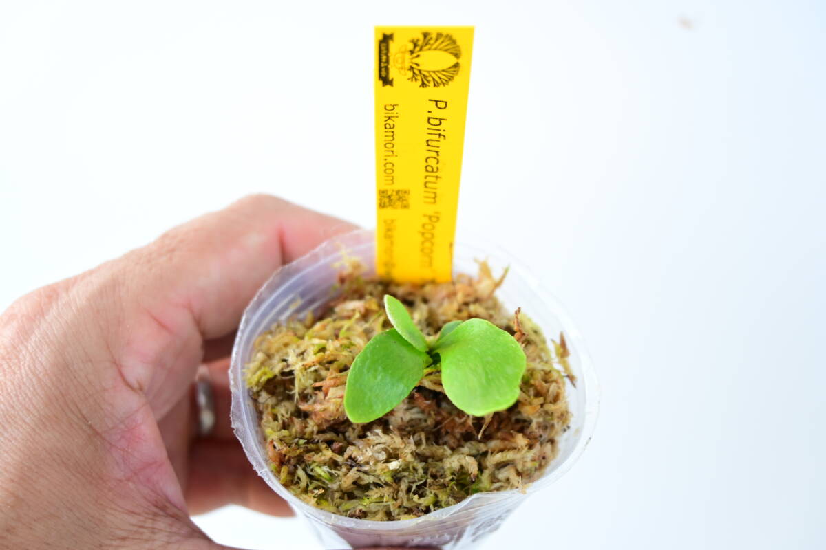 P bifurcatum 'Popcorn' TC② @bikamori com ポップコーン P bifurcatum 'Popcorn' TC② @bikamori com ポップコーン