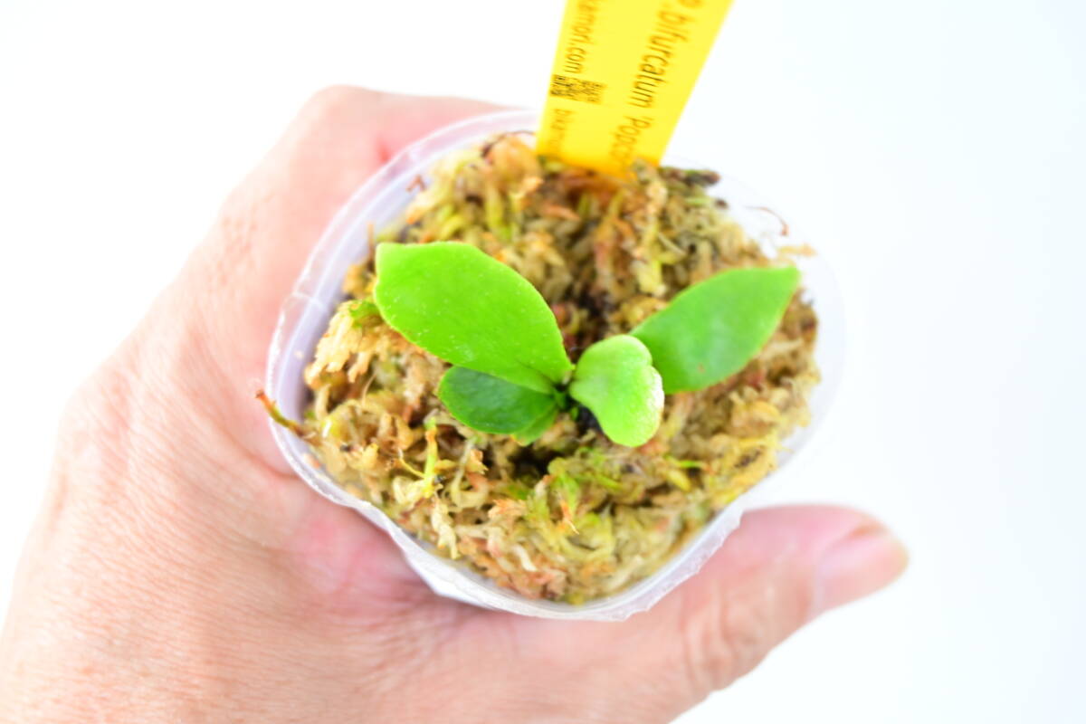 P bifurcatum 'Popcorn' TC④ @bikamori com ポップコーン P bifurcatum 'Popcorn' TC④ @bikamori com ポップコーン