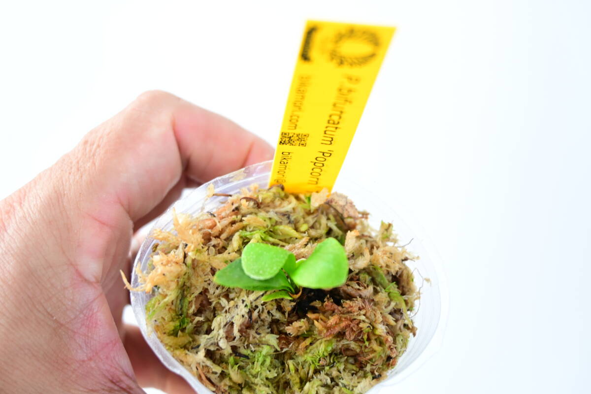P bifurcatum 'Popcorn' TC② @bikamori com ポップコーン P bifurcatum 'Popcorn' TC② @bikamori com ポップコーン