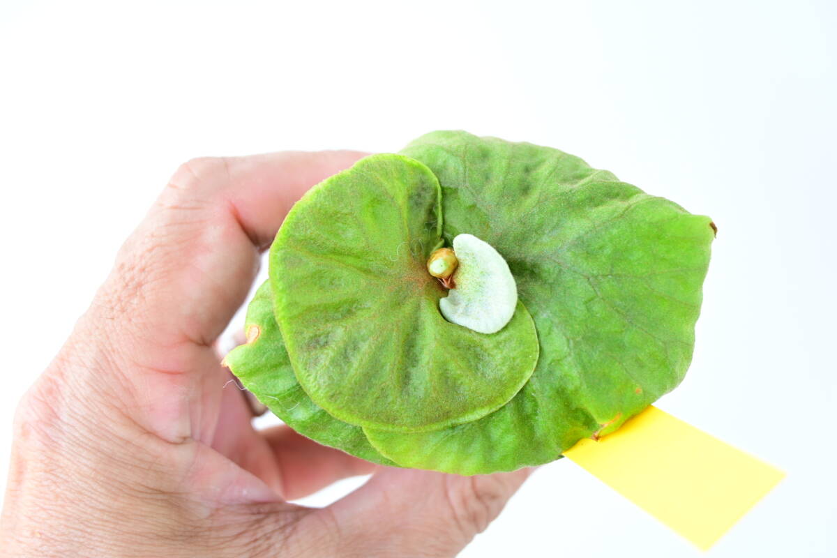 P.ridleyi 'Dwarf Silvery' spored① @bikamori.com リドレイ P.ridleyi 'Dwarf Silvery' spored① @bikamori.com リドレイ