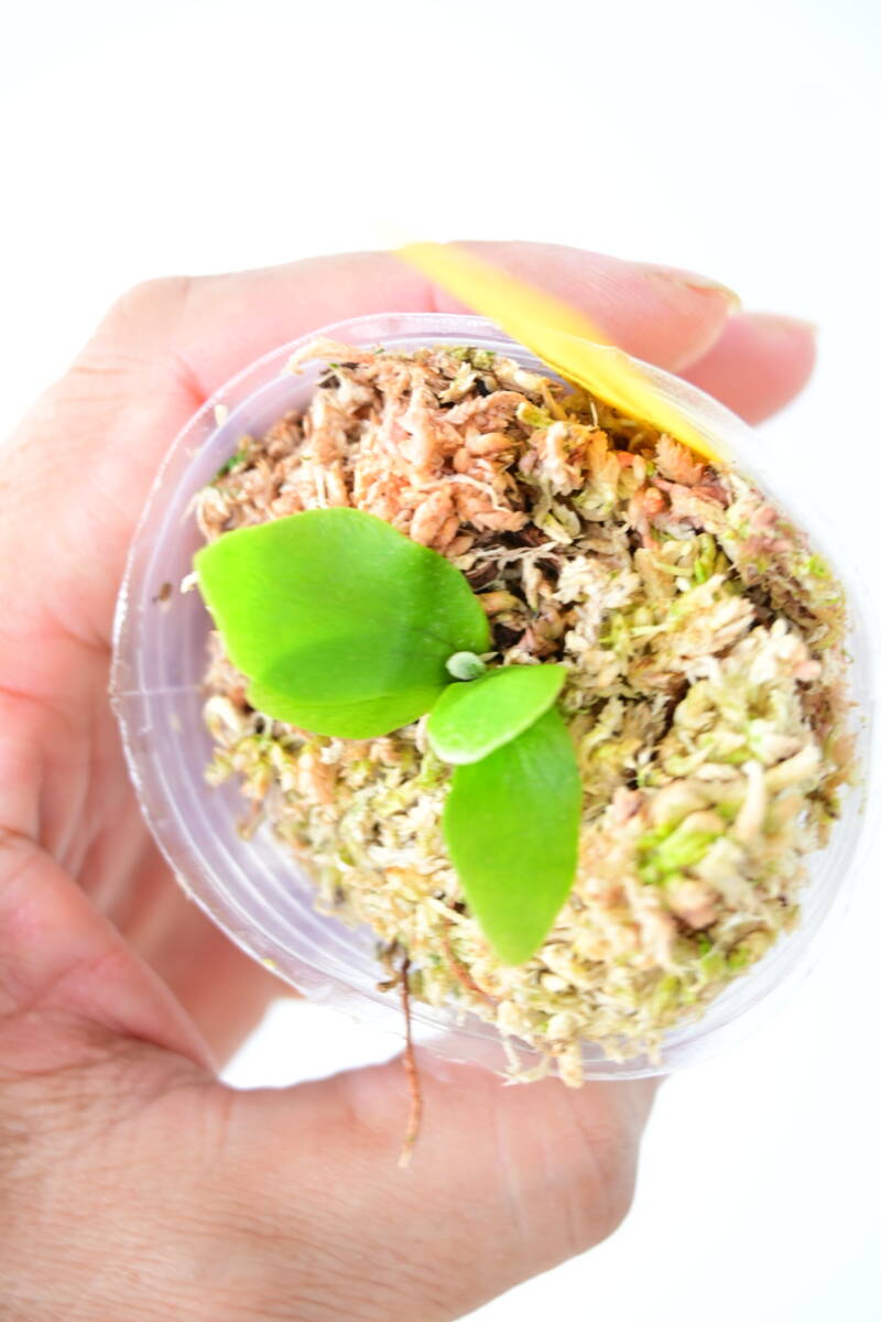 P bifurcatum 'Popcorn' TC① @bikamori com ポップコーン P bifurcatum 'Popcorn' TC① @bikamori com ポップコーン