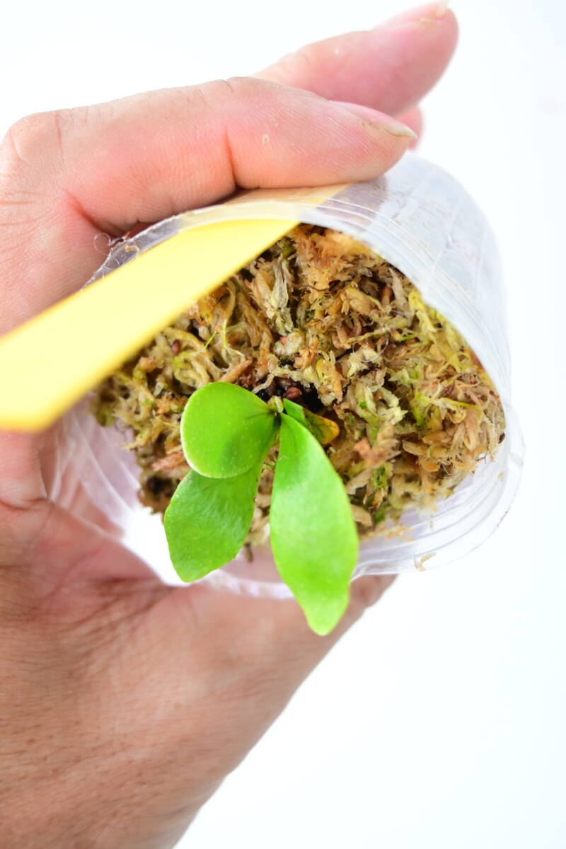 P bifurcatum 'Popcorn' TC② @bikamori com ポップコーン P bifurcatum 'Popcorn' TC② @bikamori com ポップコーン