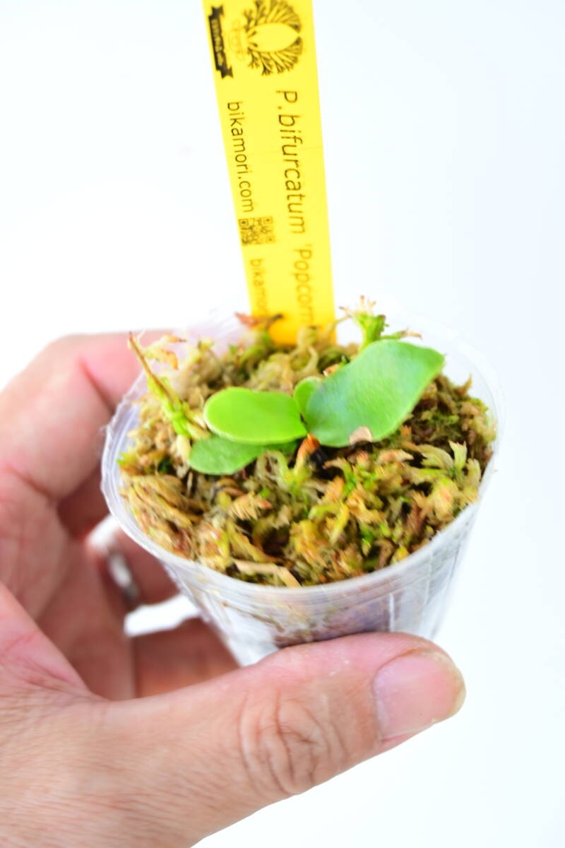 P bifurcatum 'Popcorn' TC③ @bikamori com ポップコーン P bifurcatum 'Popcorn' TC③ @bikamori com ポップコーン