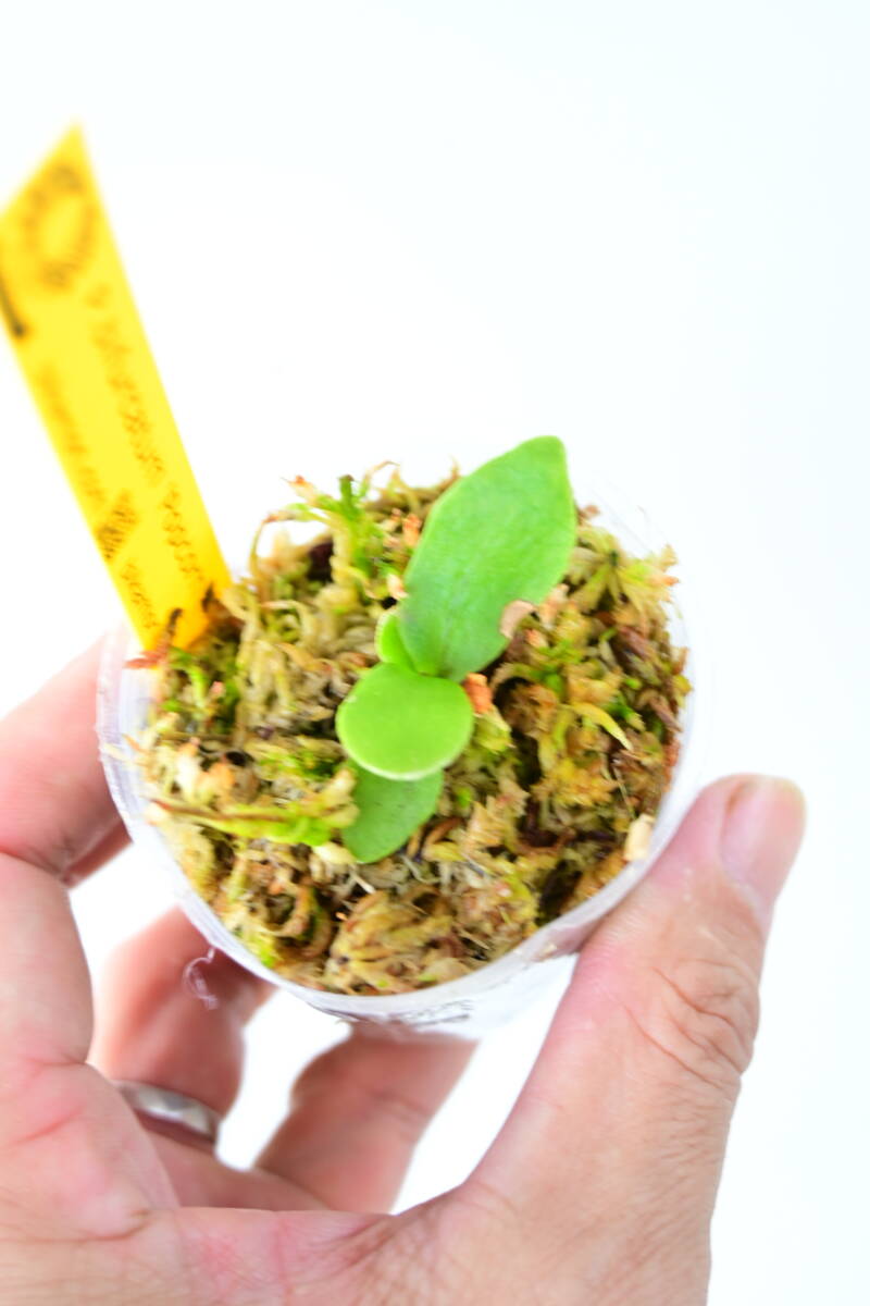 P bifurcatum 'Popcorn' TC③ @bikamori com ポップコーン P bifurcatum 'Popcorn' TC③ @bikamori com ポップコーン