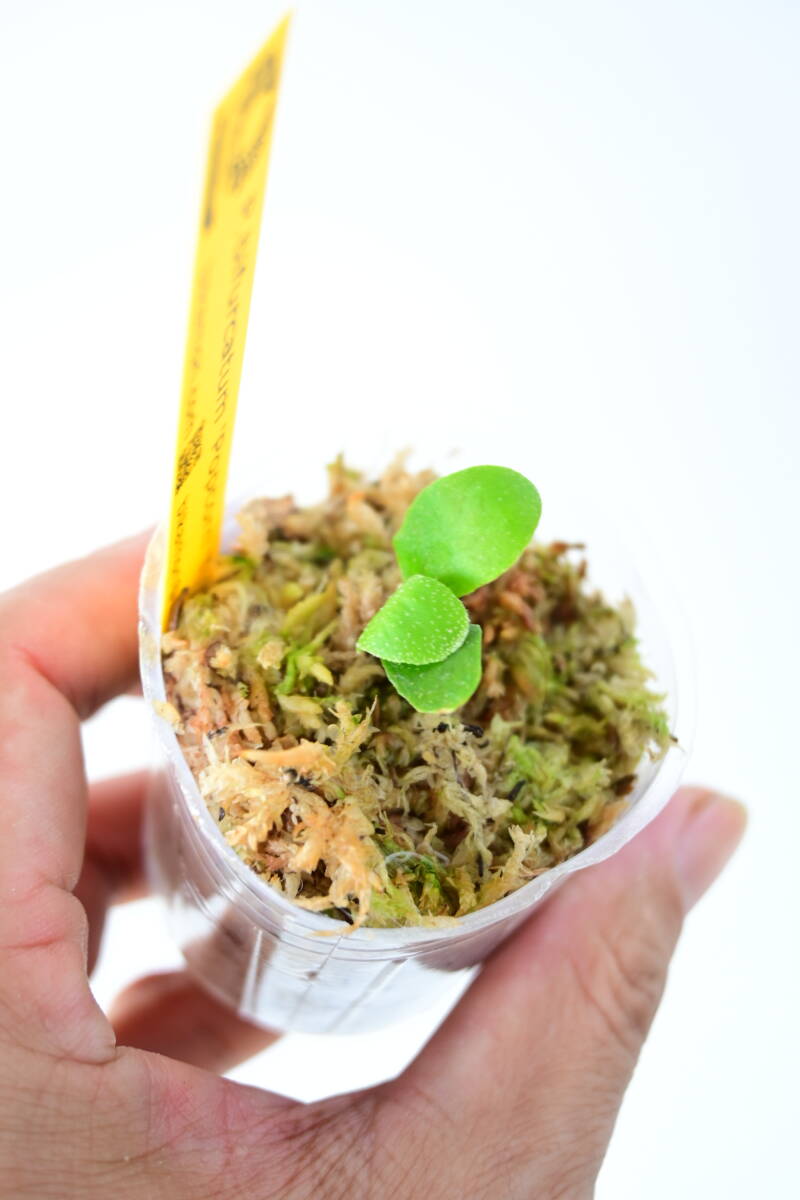 P bifurcatum 'Popcorn' TC② @bikamori com ポップコーン P bifurcatum 'Popcorn' TC② @bikamori com ポップコーン