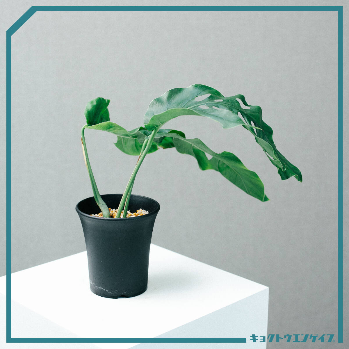 Monstera dubia(モンステラ デュビア)322(モンステラ)|売買 Monstera dubia(モンステラ デュビア)322(モンステラ)|売買