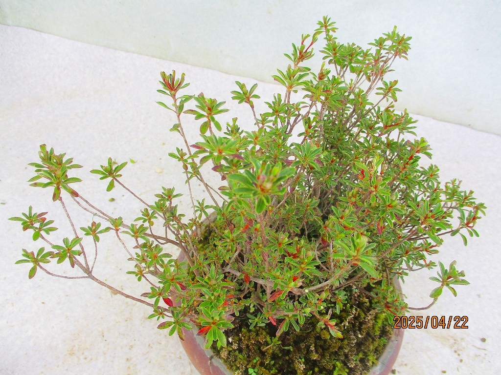 item_image_8